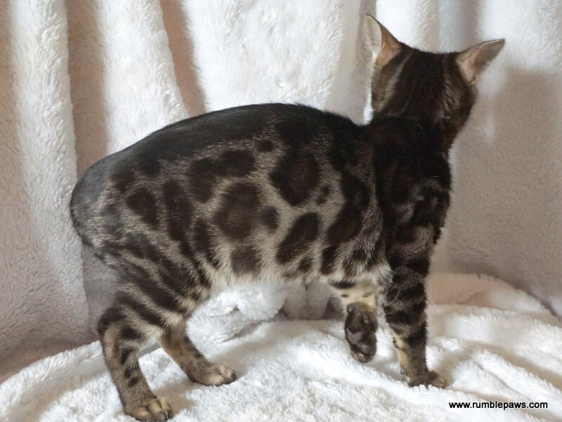 Bengal Double Charcoal Female image 6