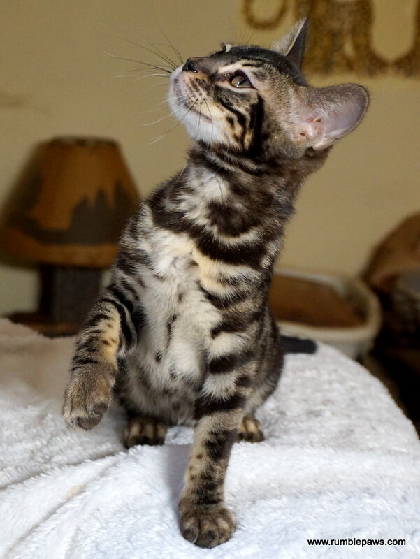 Bengal Double Charcoal Female image 4