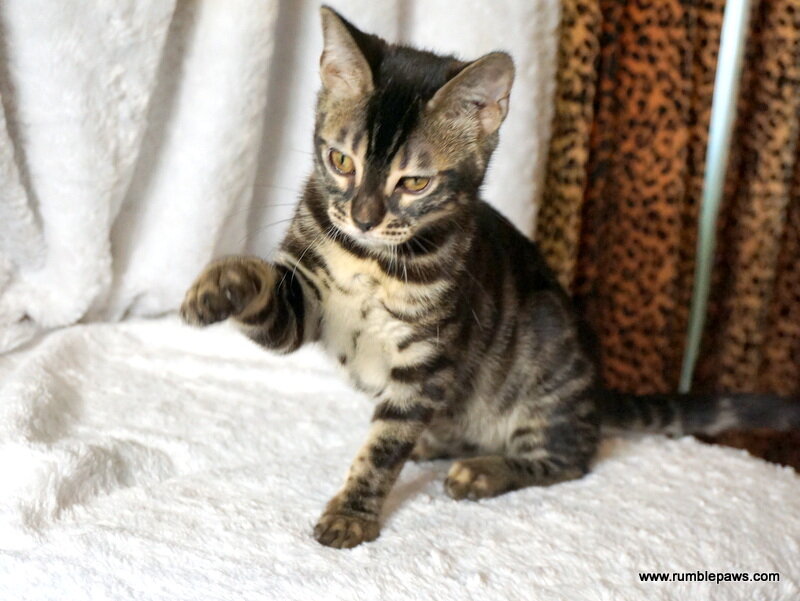 Bengal Double Charcoal Female image 3