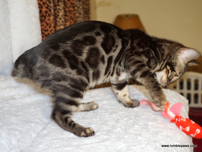 Bengal Double Charcoal Female image 2