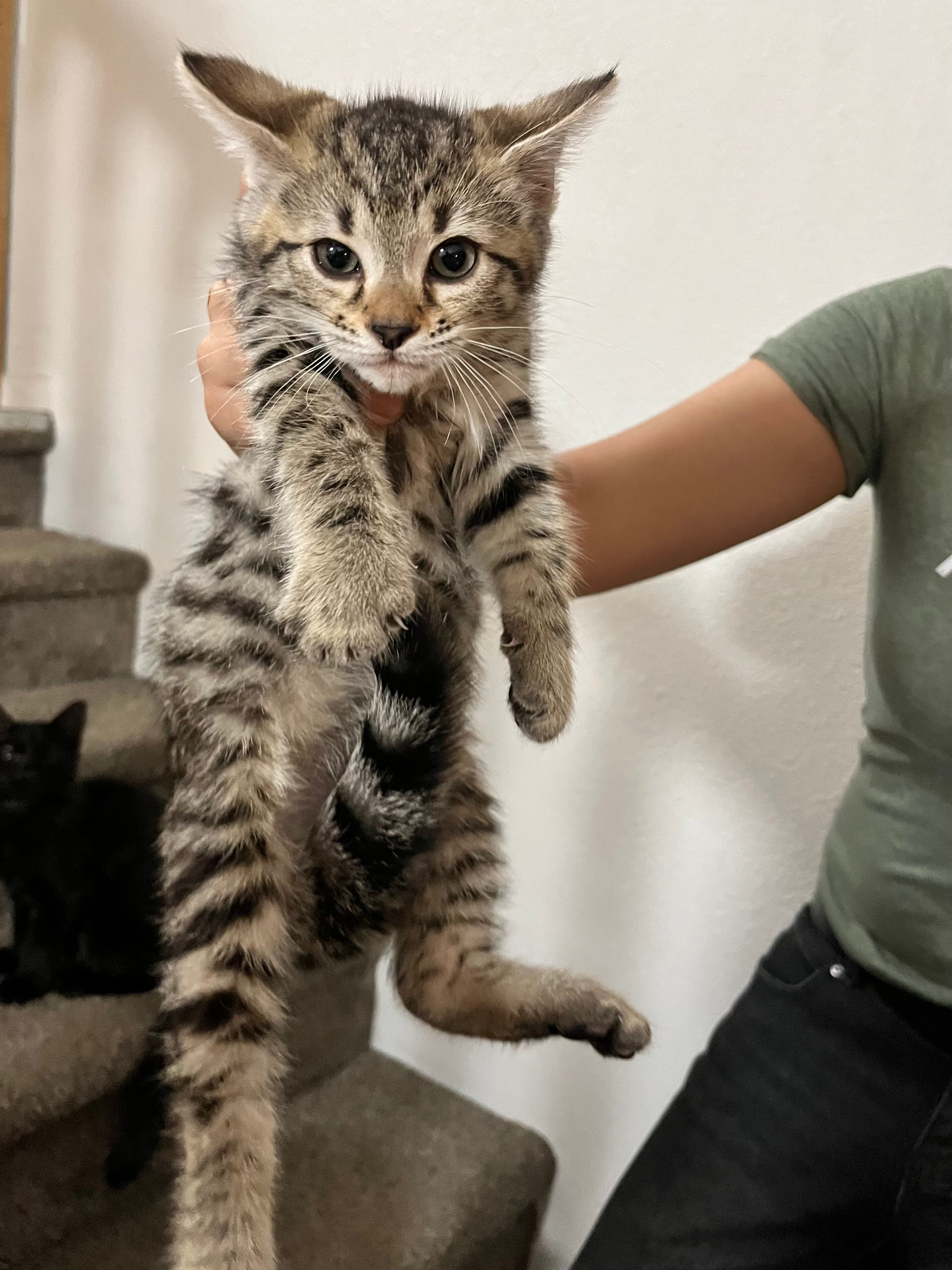 Girl Kittens - half Bengal image 1