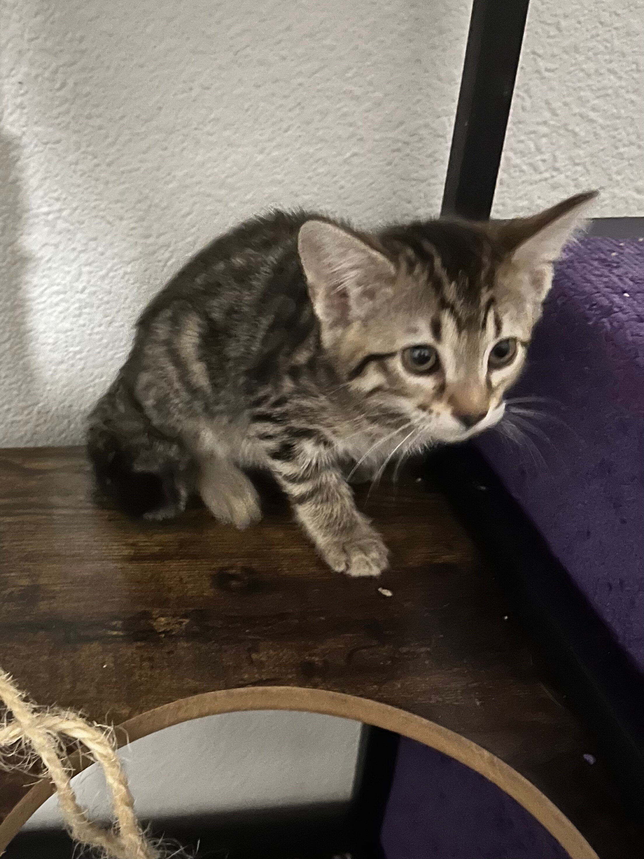Girl Kittens - half Bengal image 2