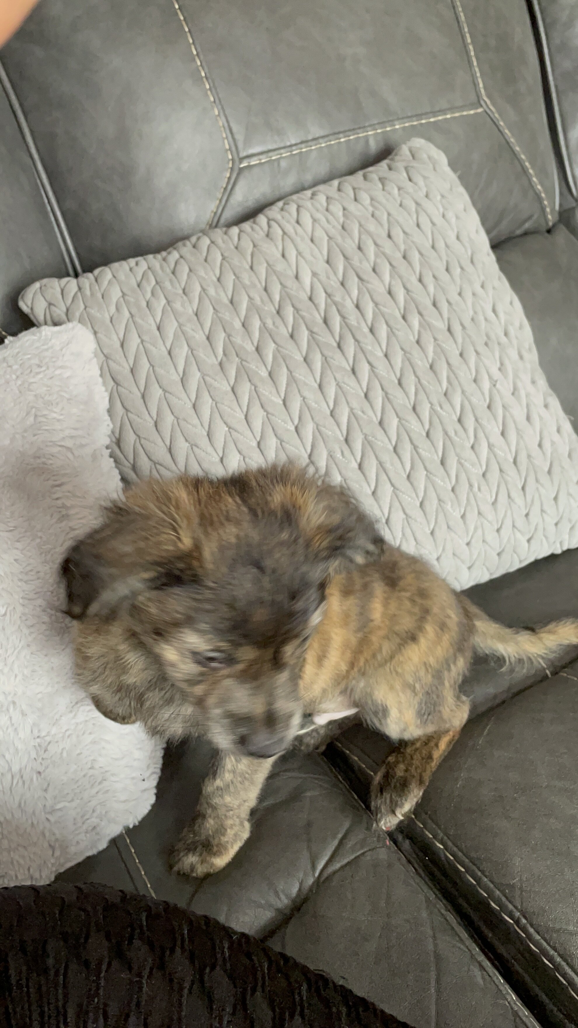 Corgchi Puppy Chee Chee image 4