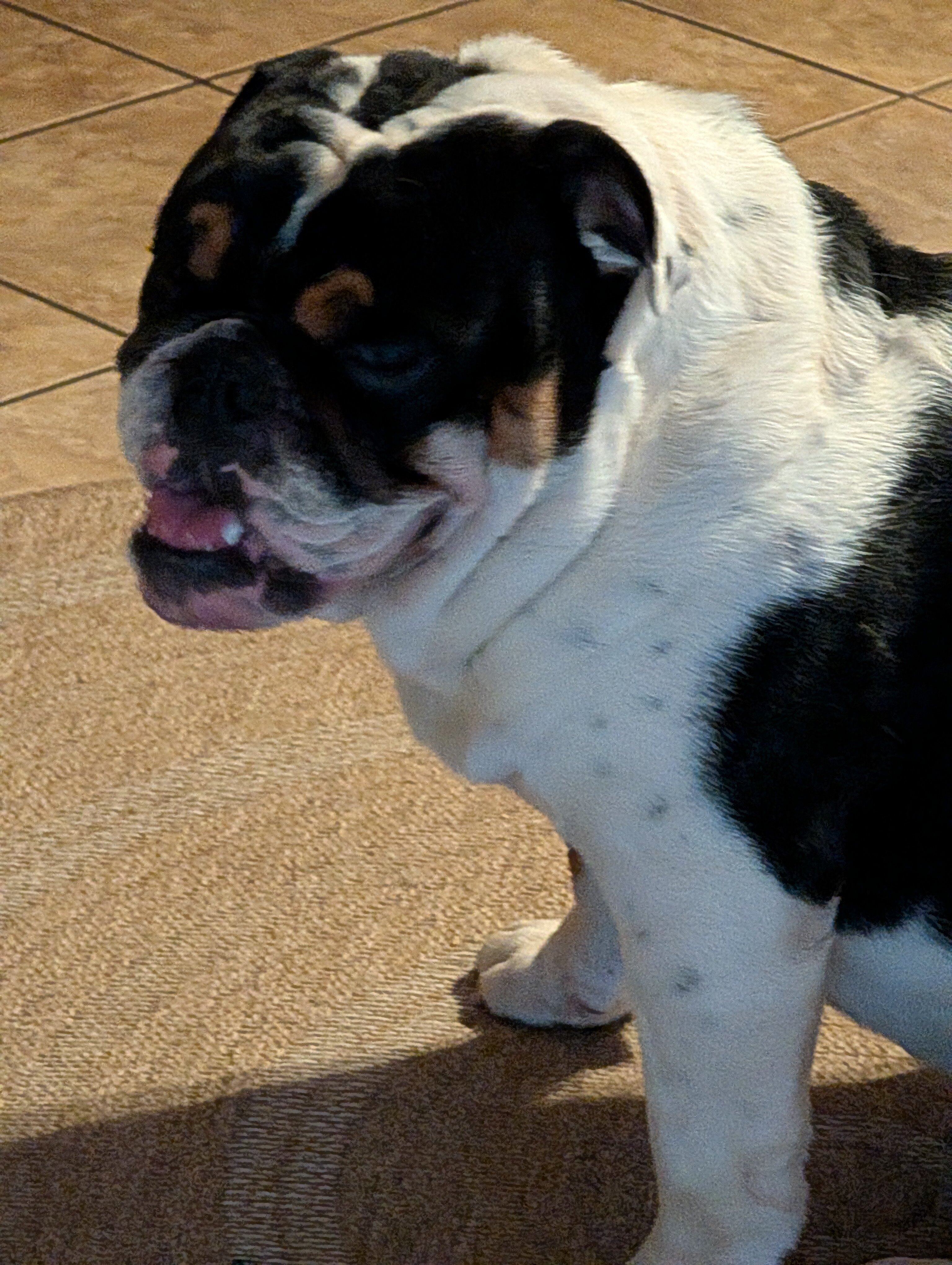English Bulldog image 1