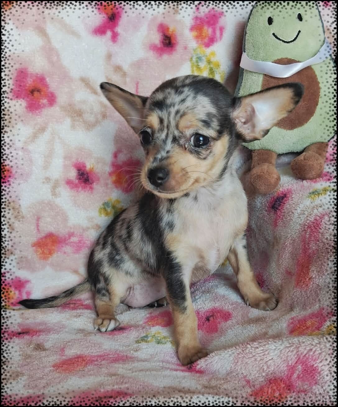 Lyra image 2