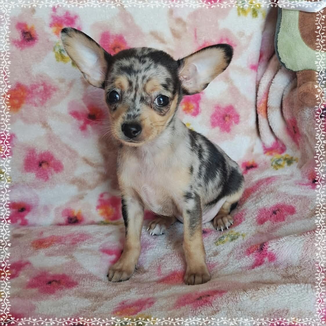 Lyra image 1