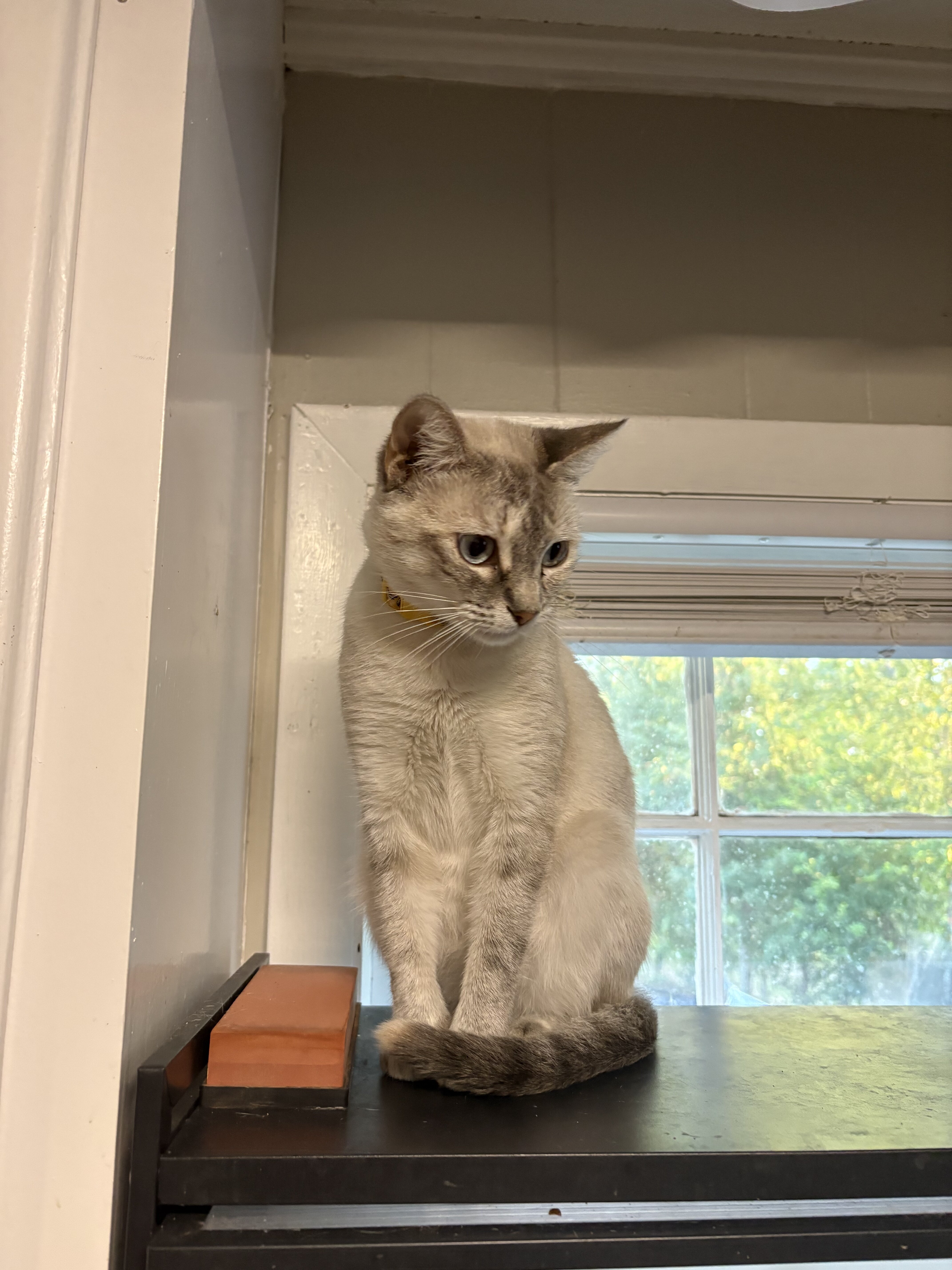 Siamese Cat image 1