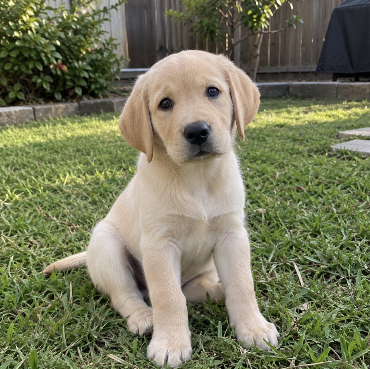 Labrador Retrieve Puppy image 1