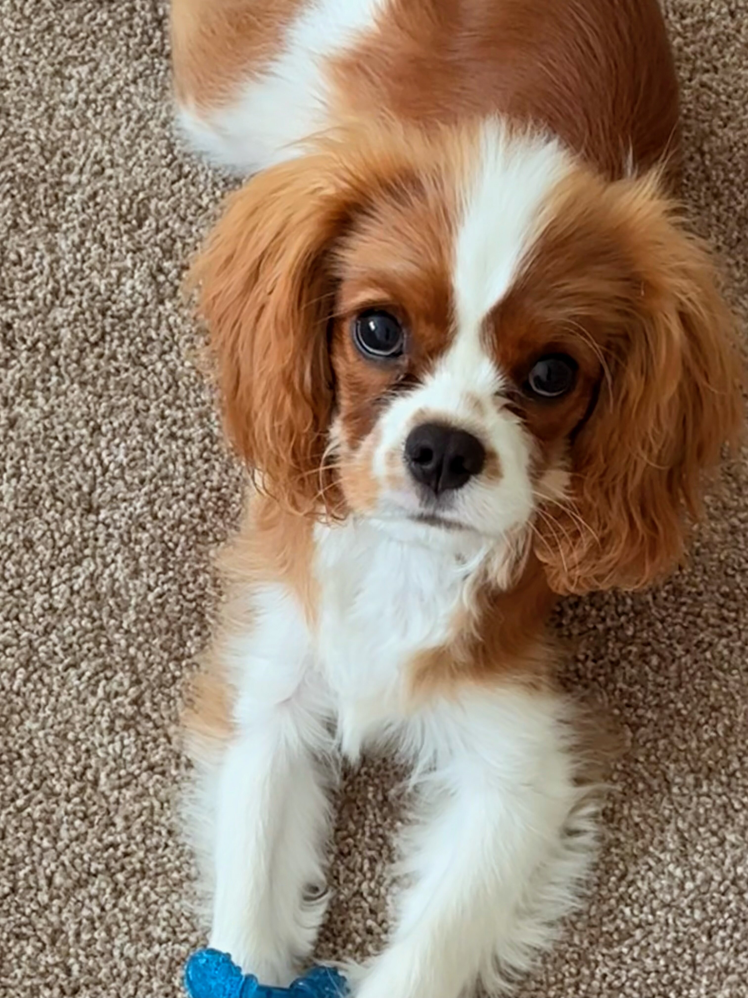 Cavalier King Charles Spaniel image 1