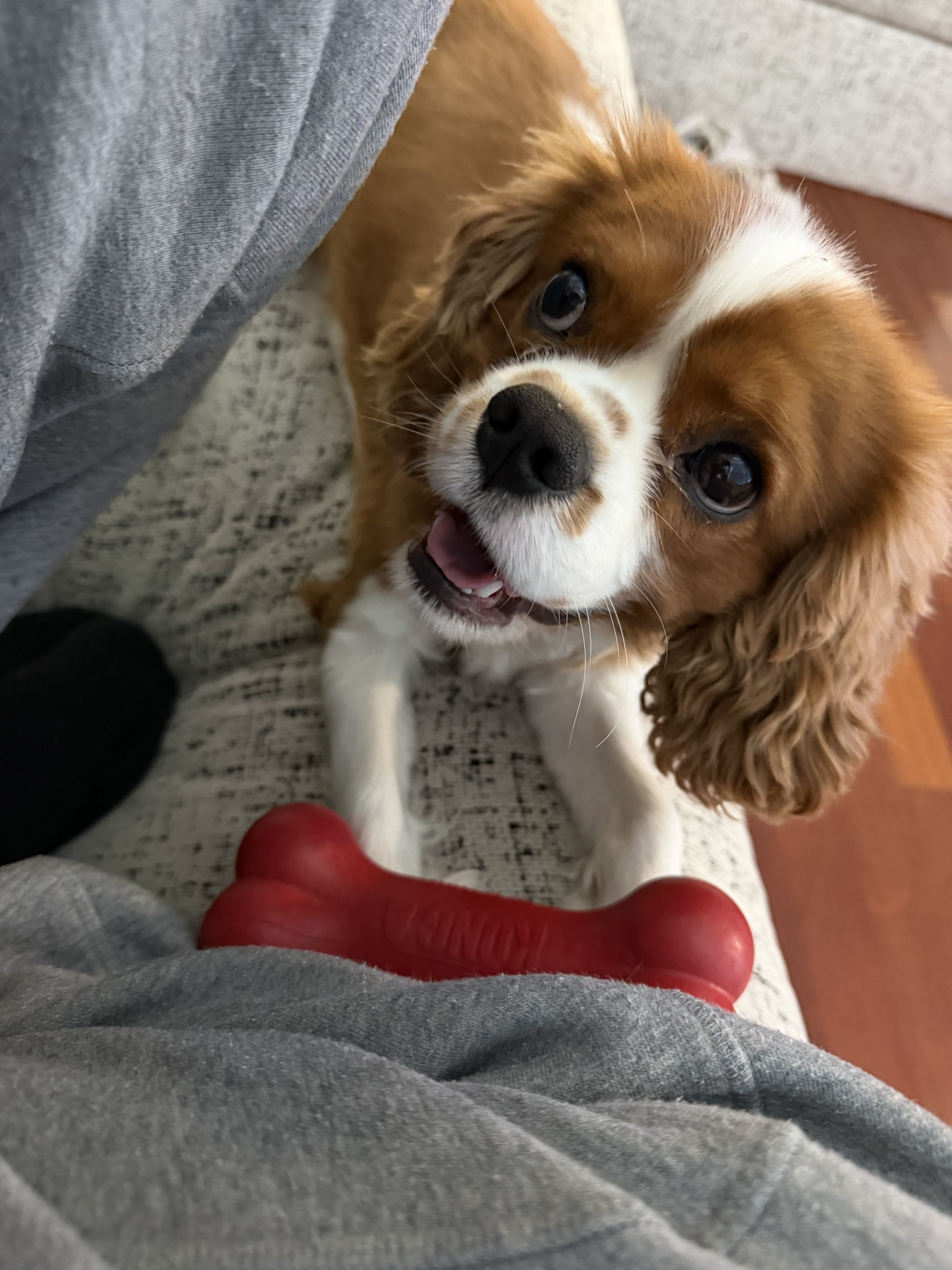 Cavalier King Charles Spaniel image 4