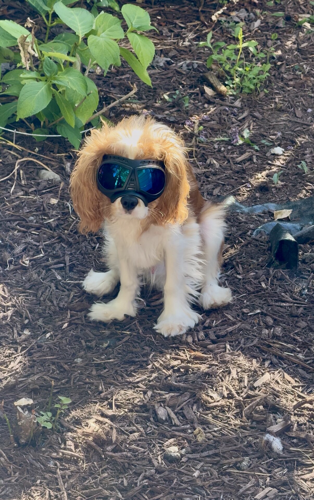 Cavalier King Charles Spaniel image 2
