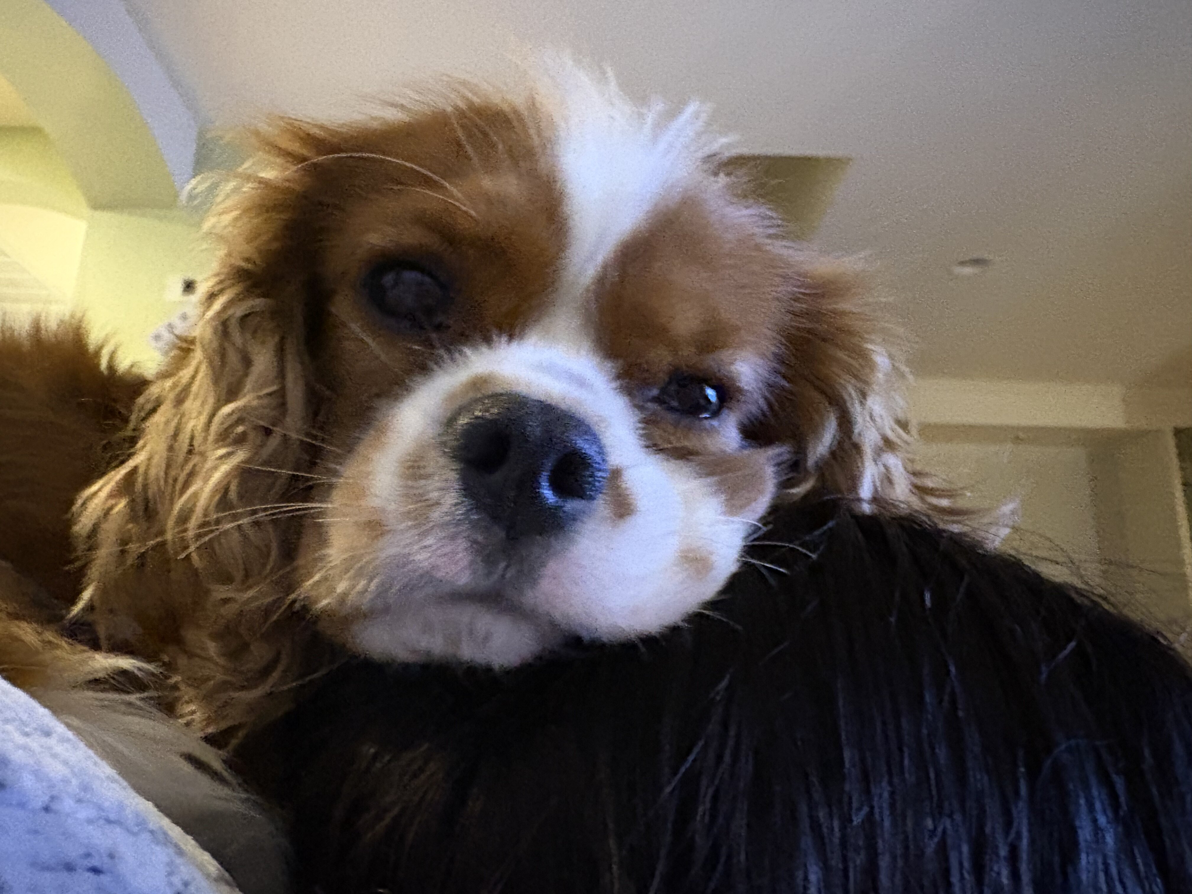 Cavalier King Charles Spaniel image 3