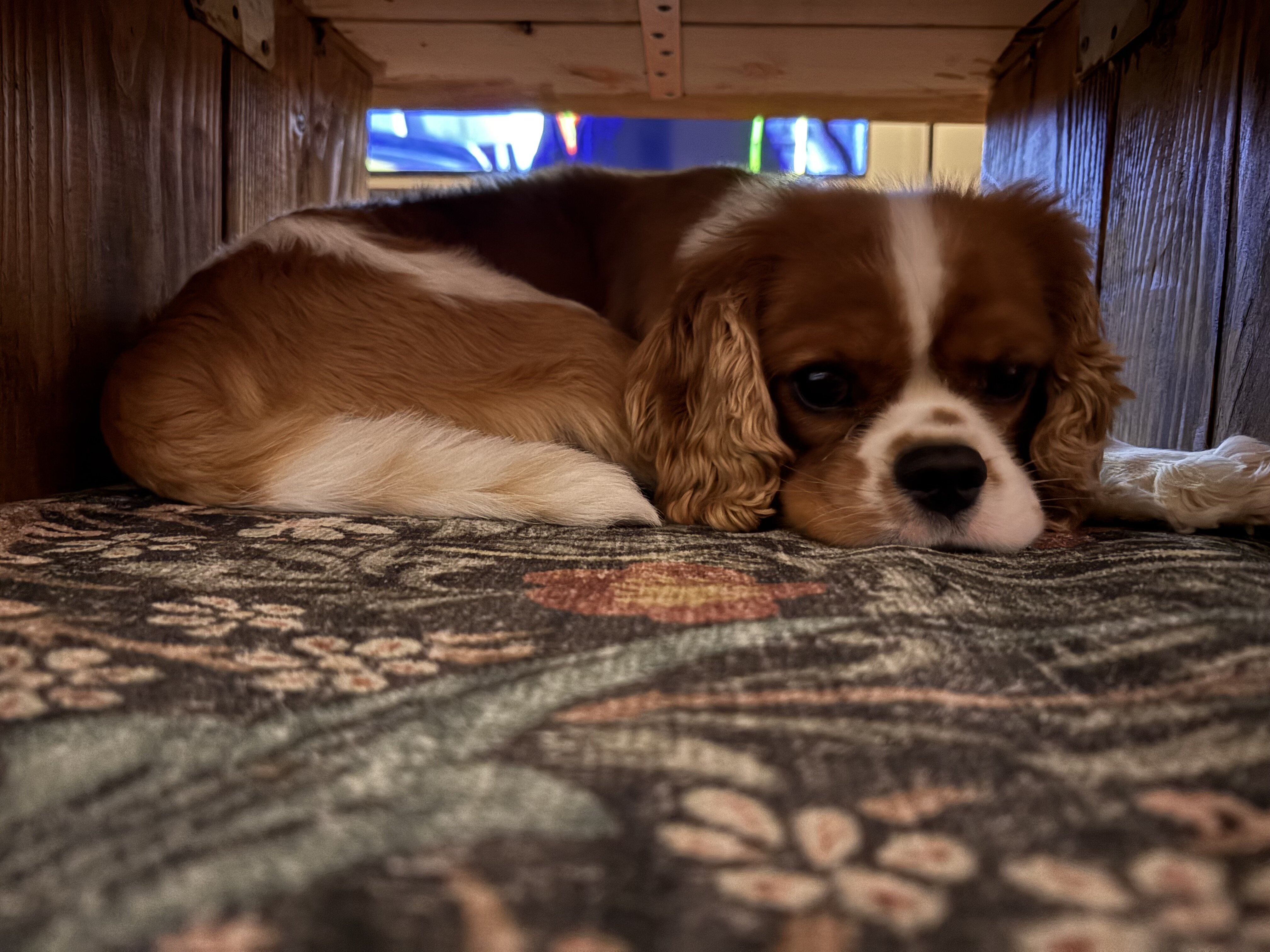 Cavalier King Charles Spaniel image 6