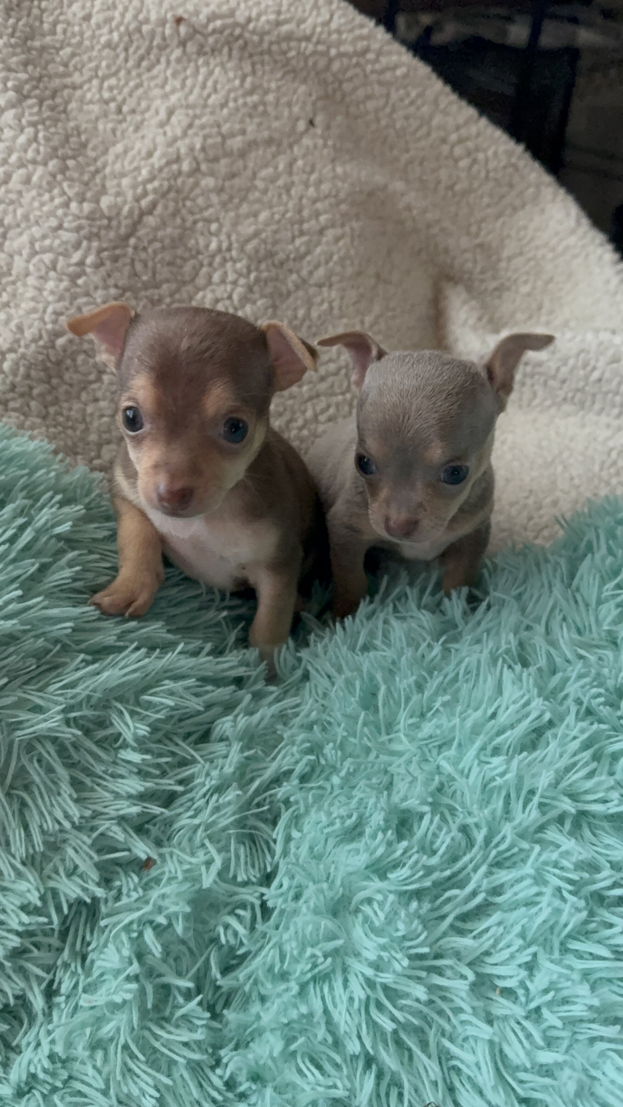 Chihuahua image 3