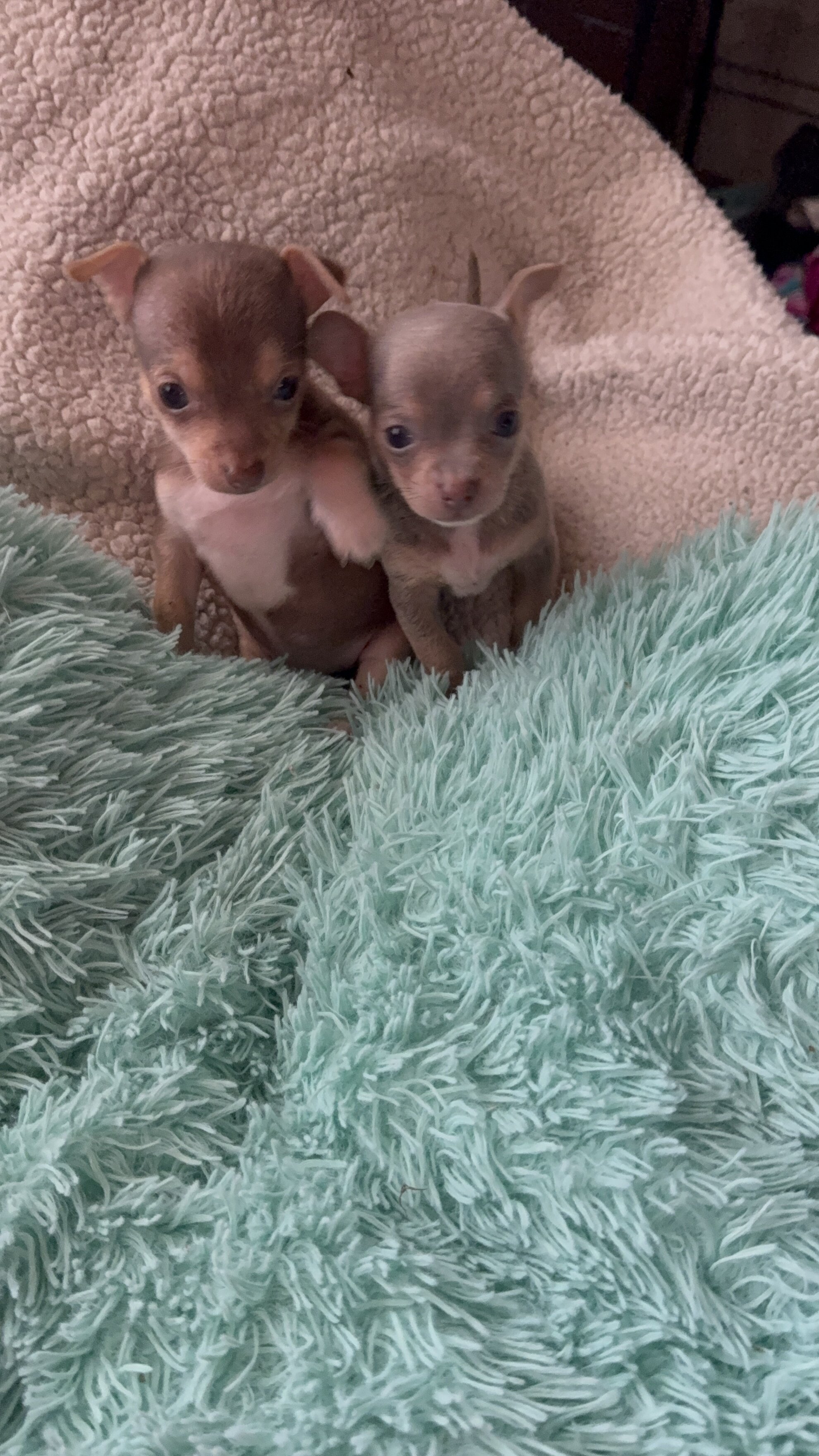 Chihuahua image 2