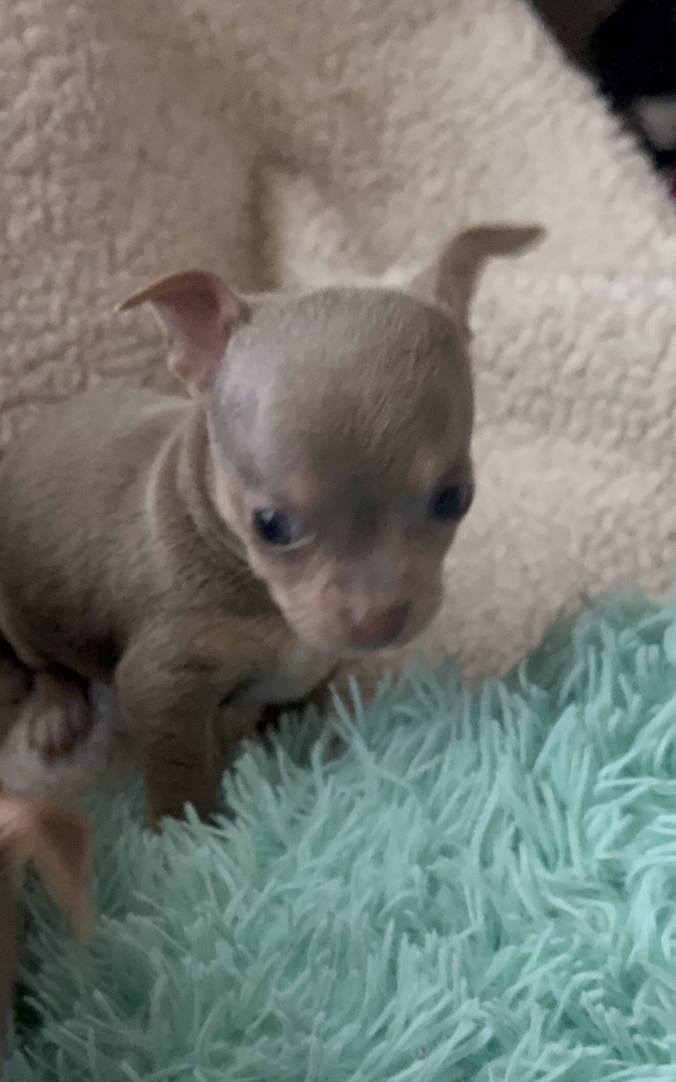 Chihuahua image 1