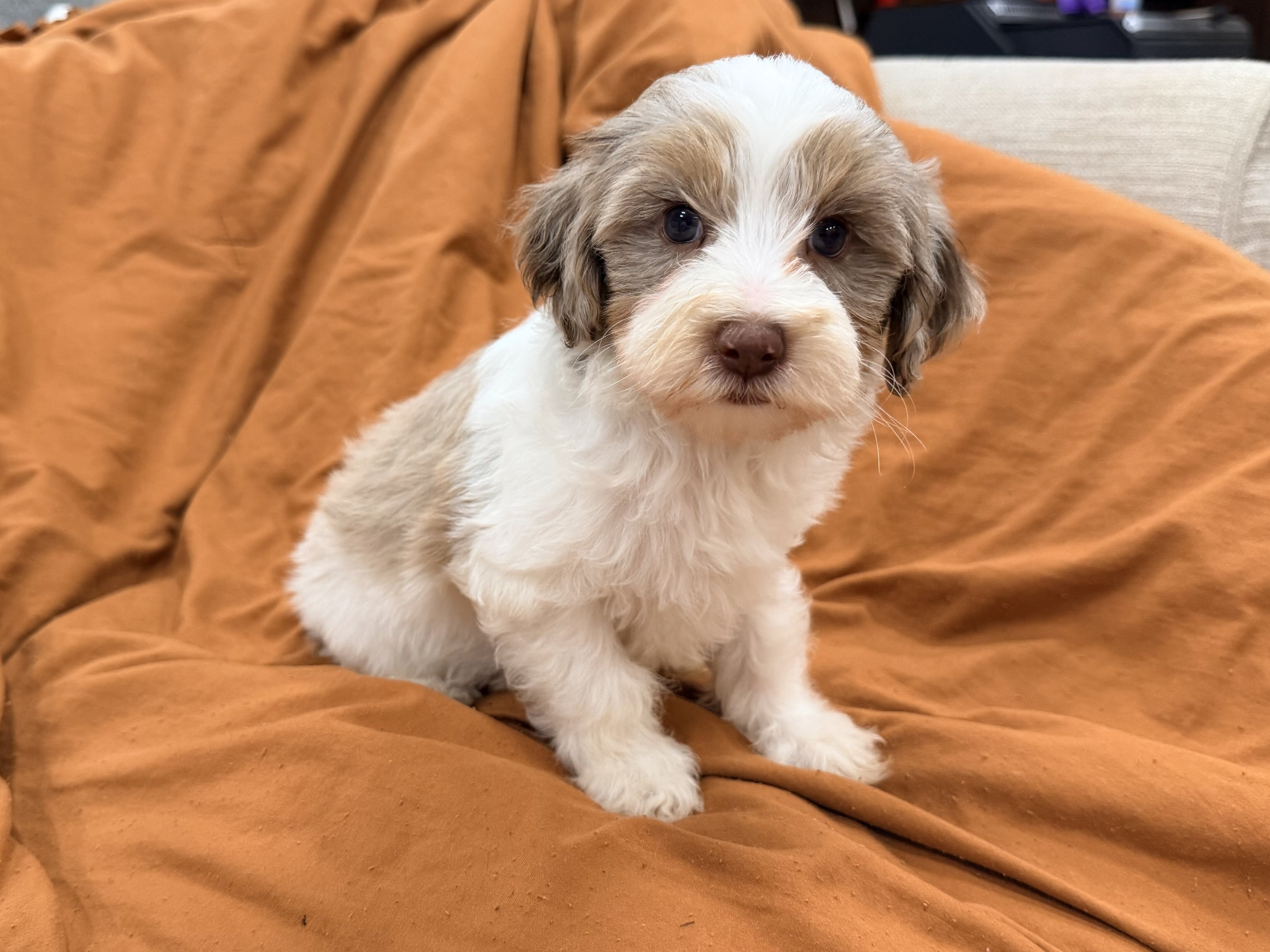 Mini Poodle Puppy Lumi image 1