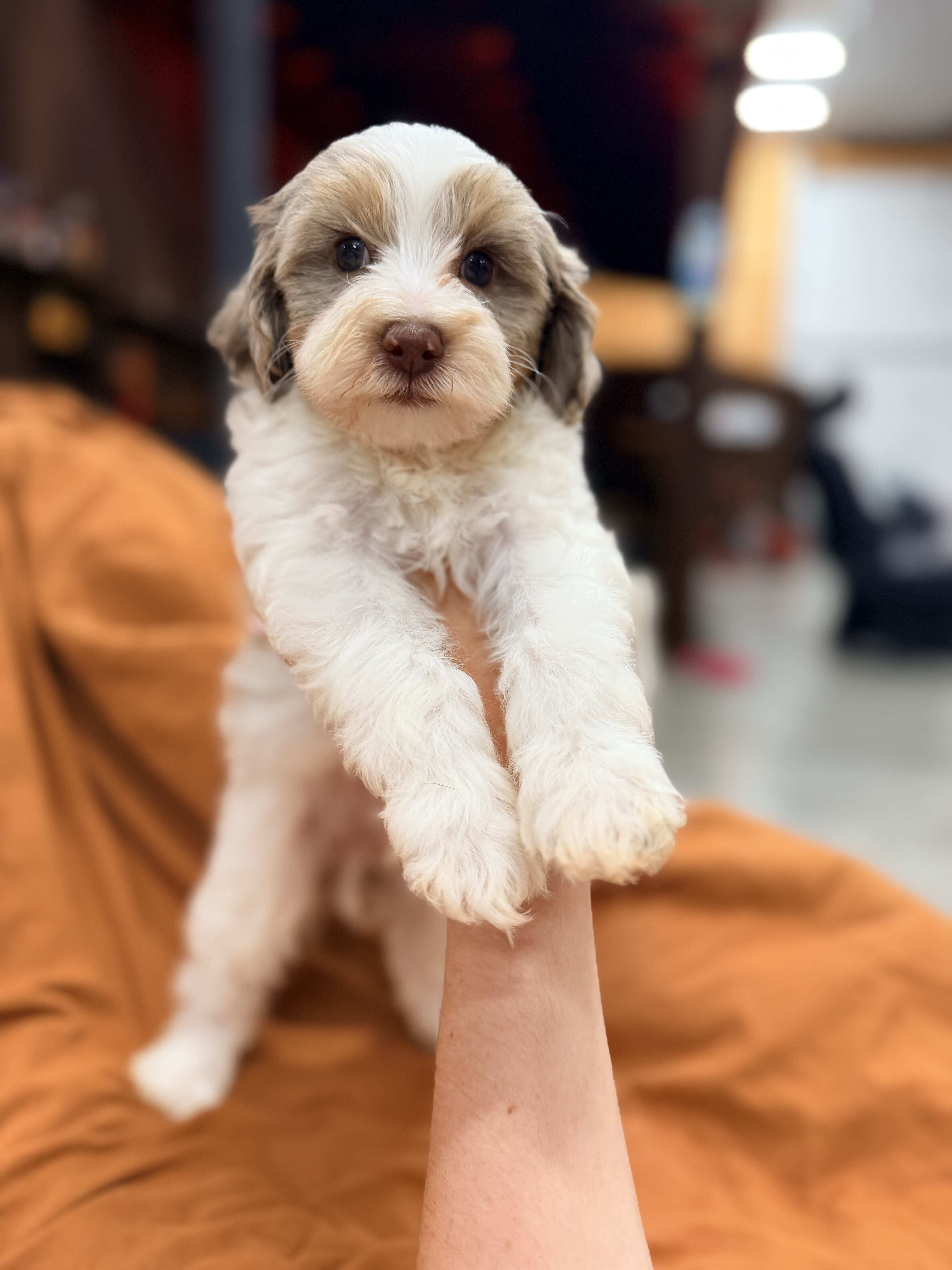 Mini Poodle Puppy Lumi image 2