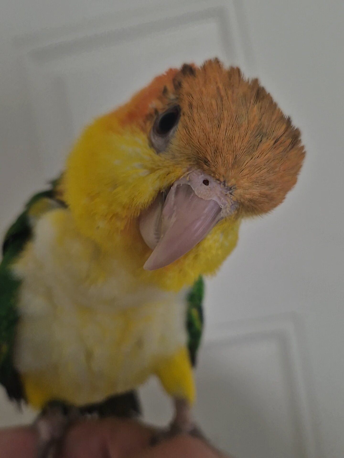 Caique image 1
