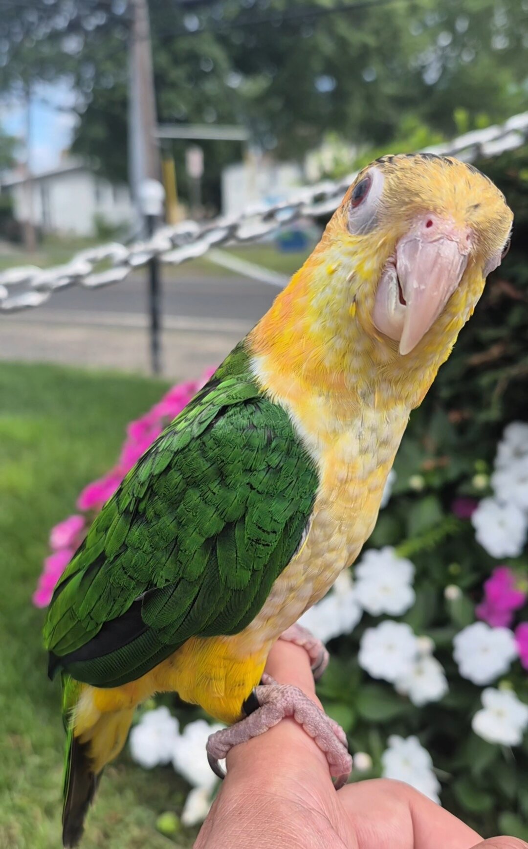 white belly Caique image 2