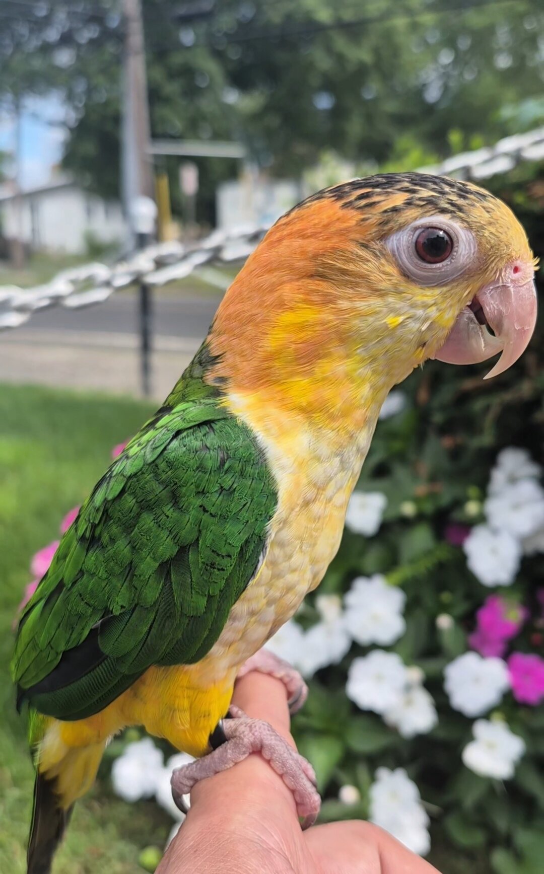 white belly Caique image 1