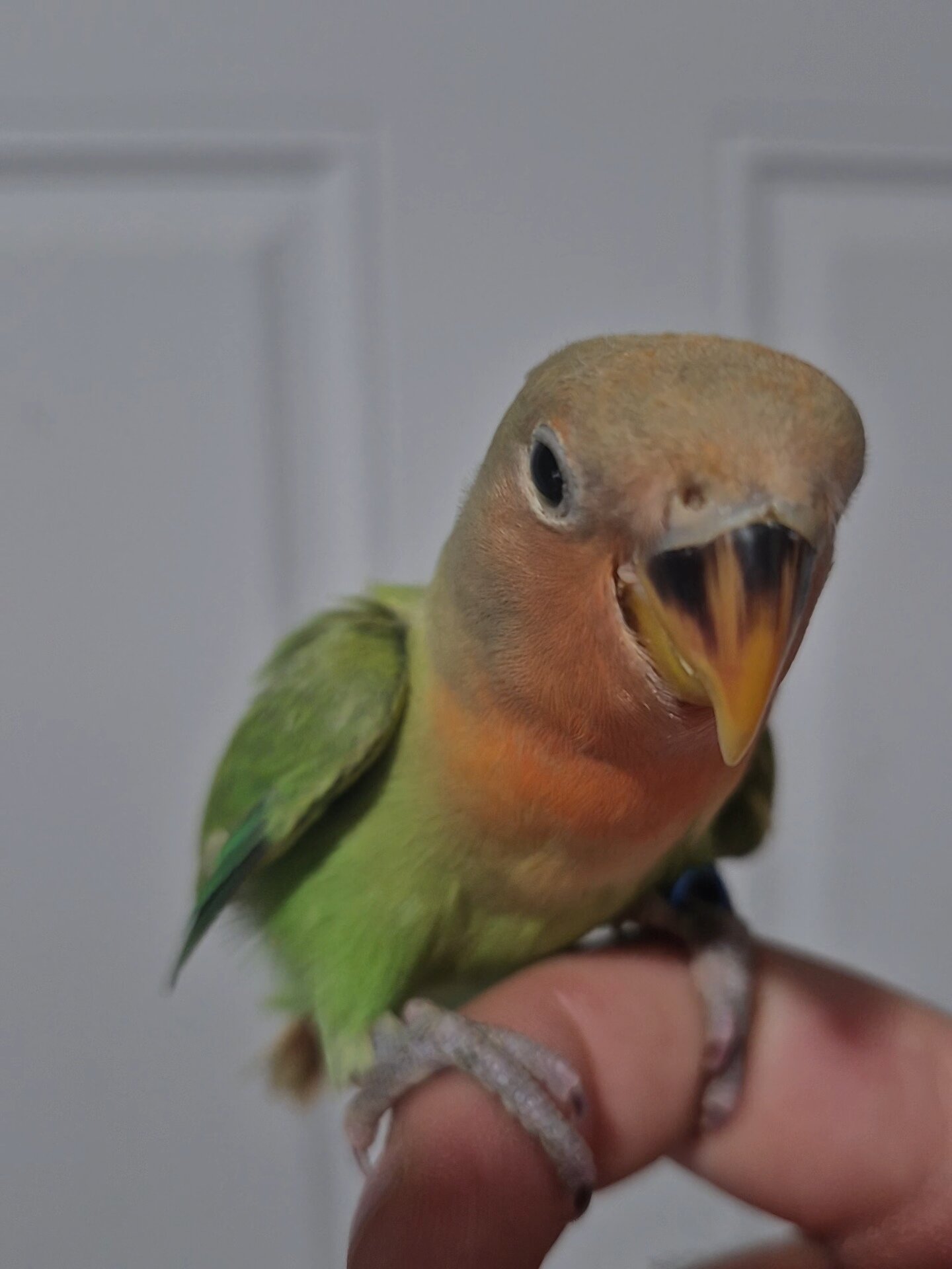 Peachface lovebird image 2