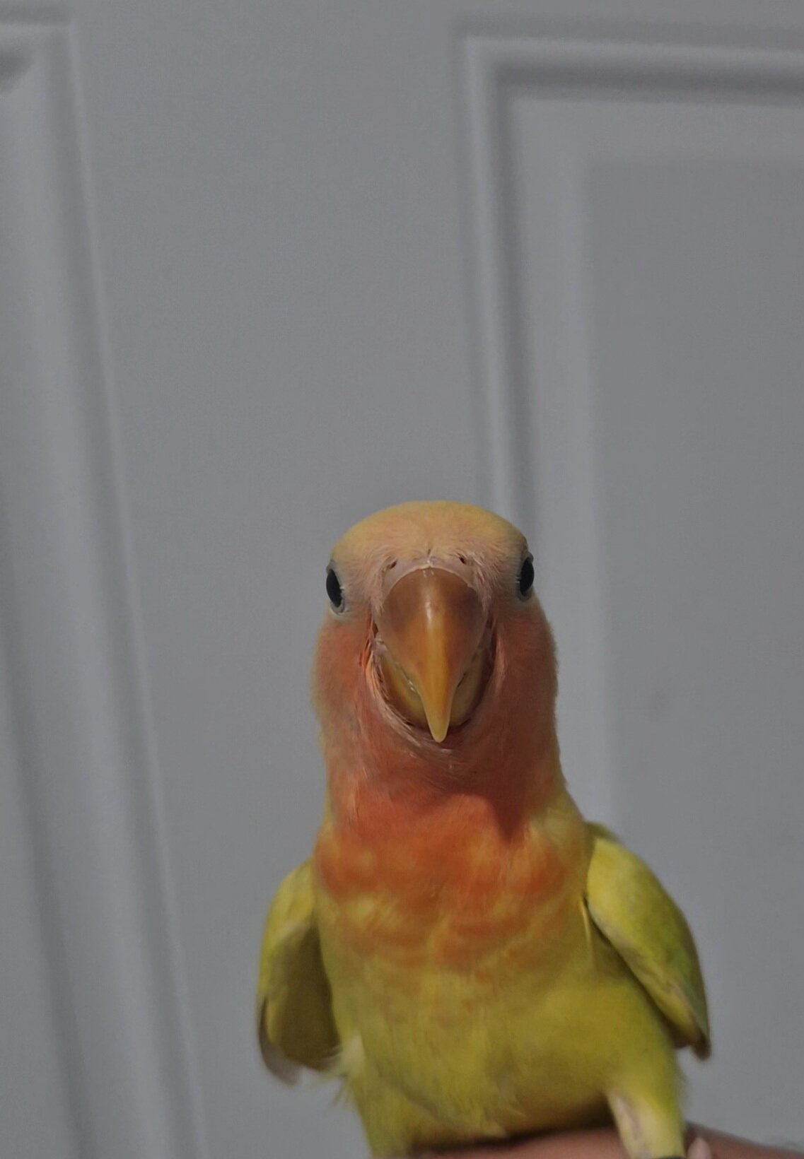 Peachface lovebird image 1