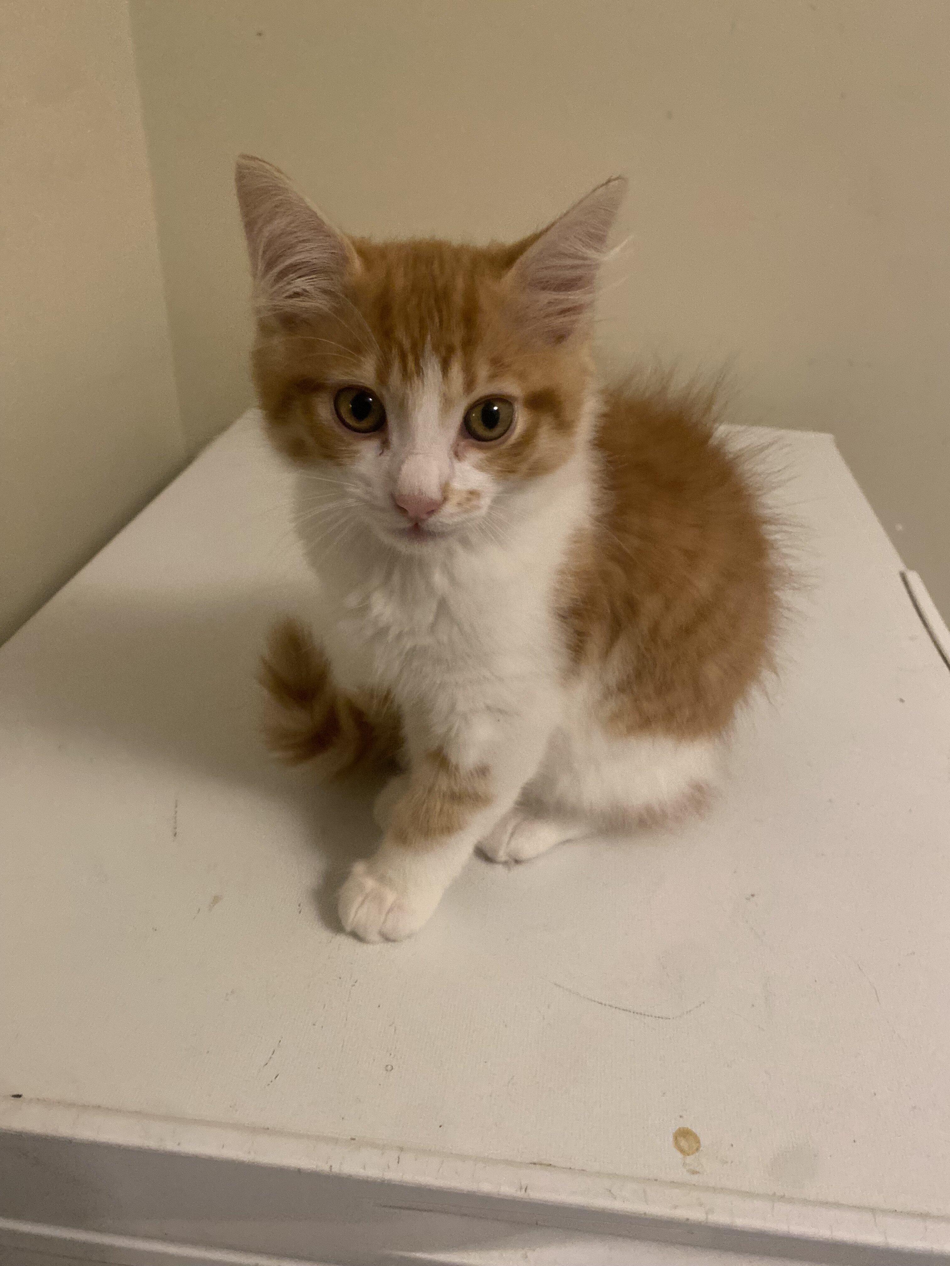 Beautiful Orange Kittens image 2