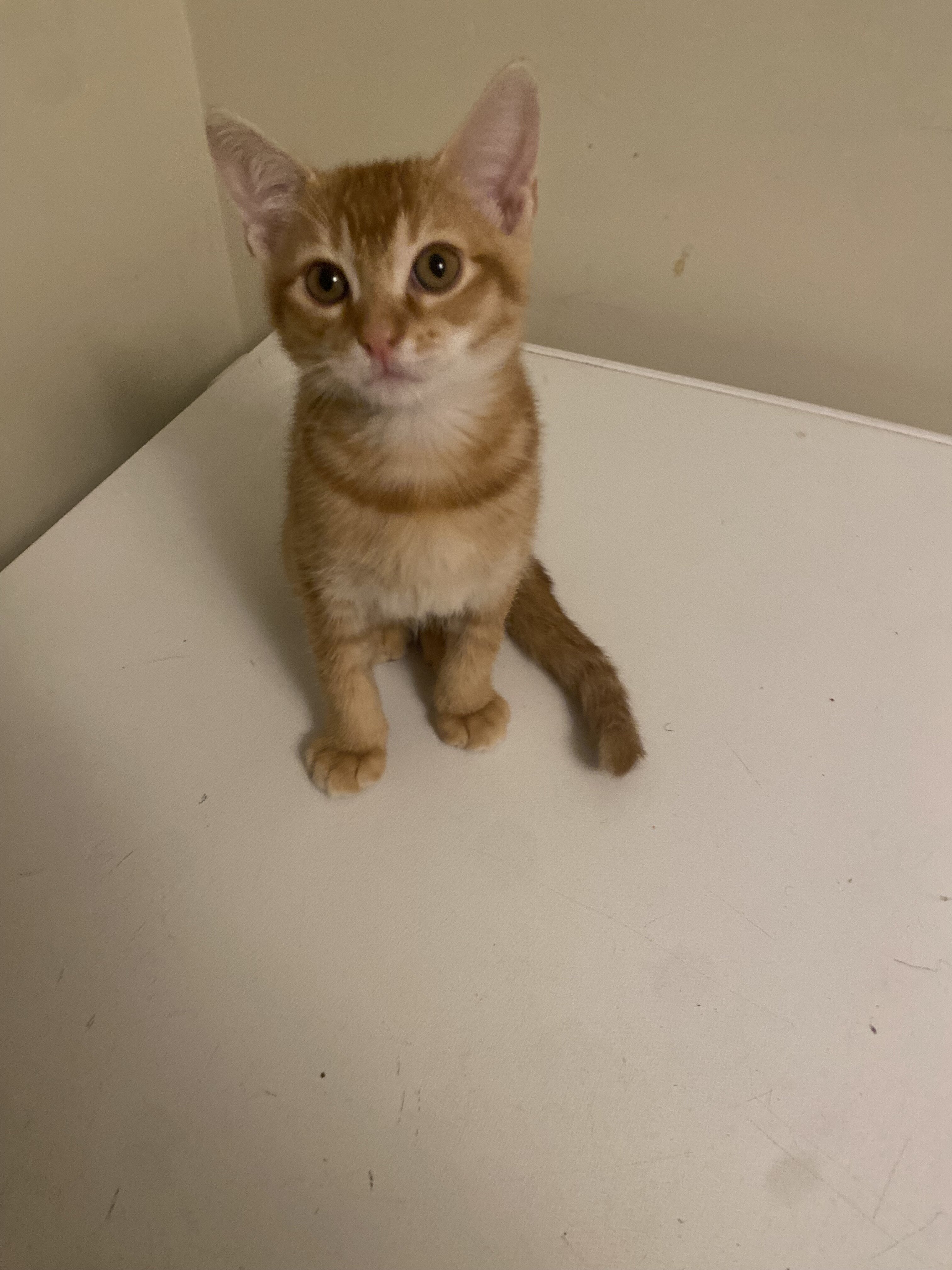 Beautiful Orange Kittens image 1