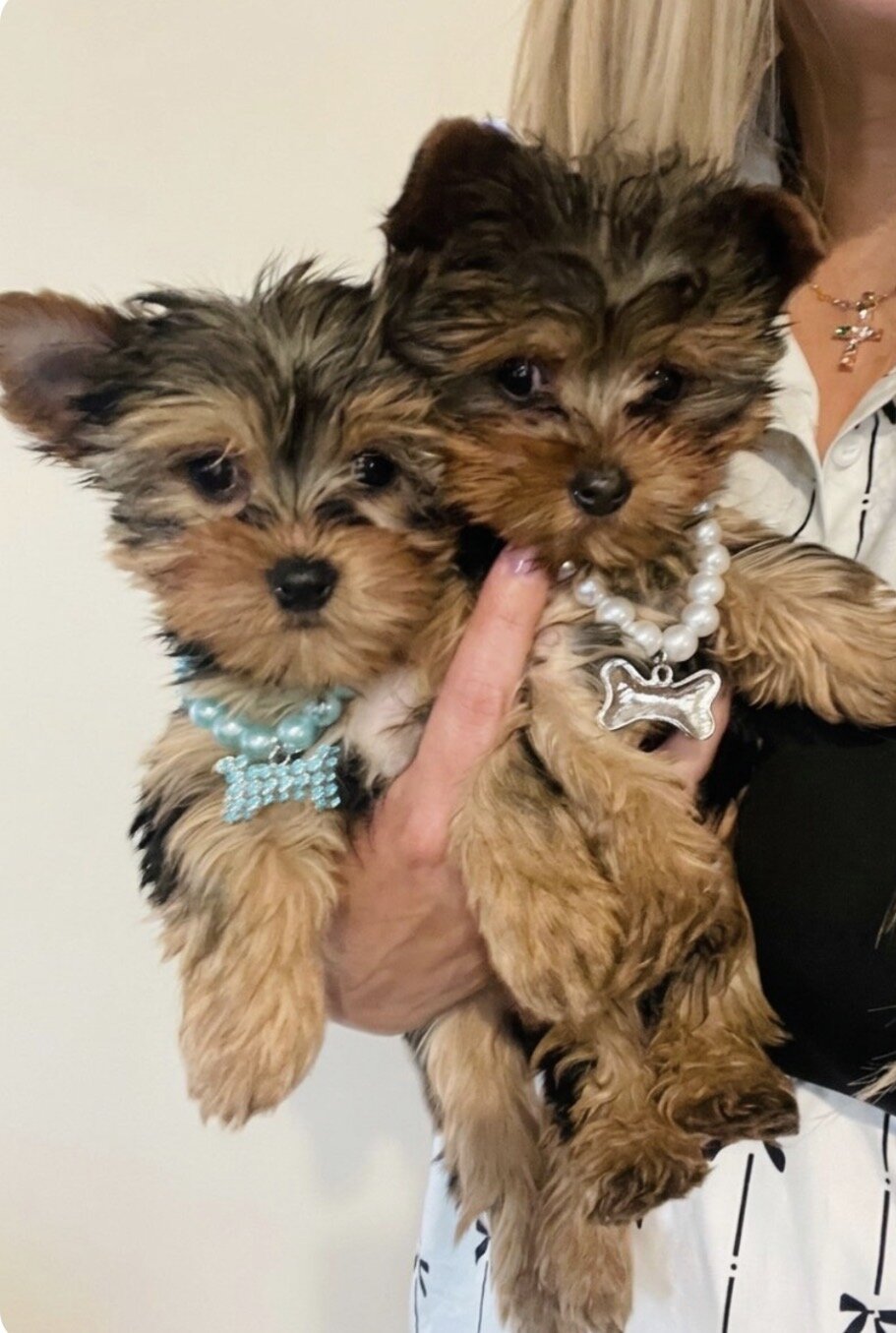 Yorkie Teacup image 2