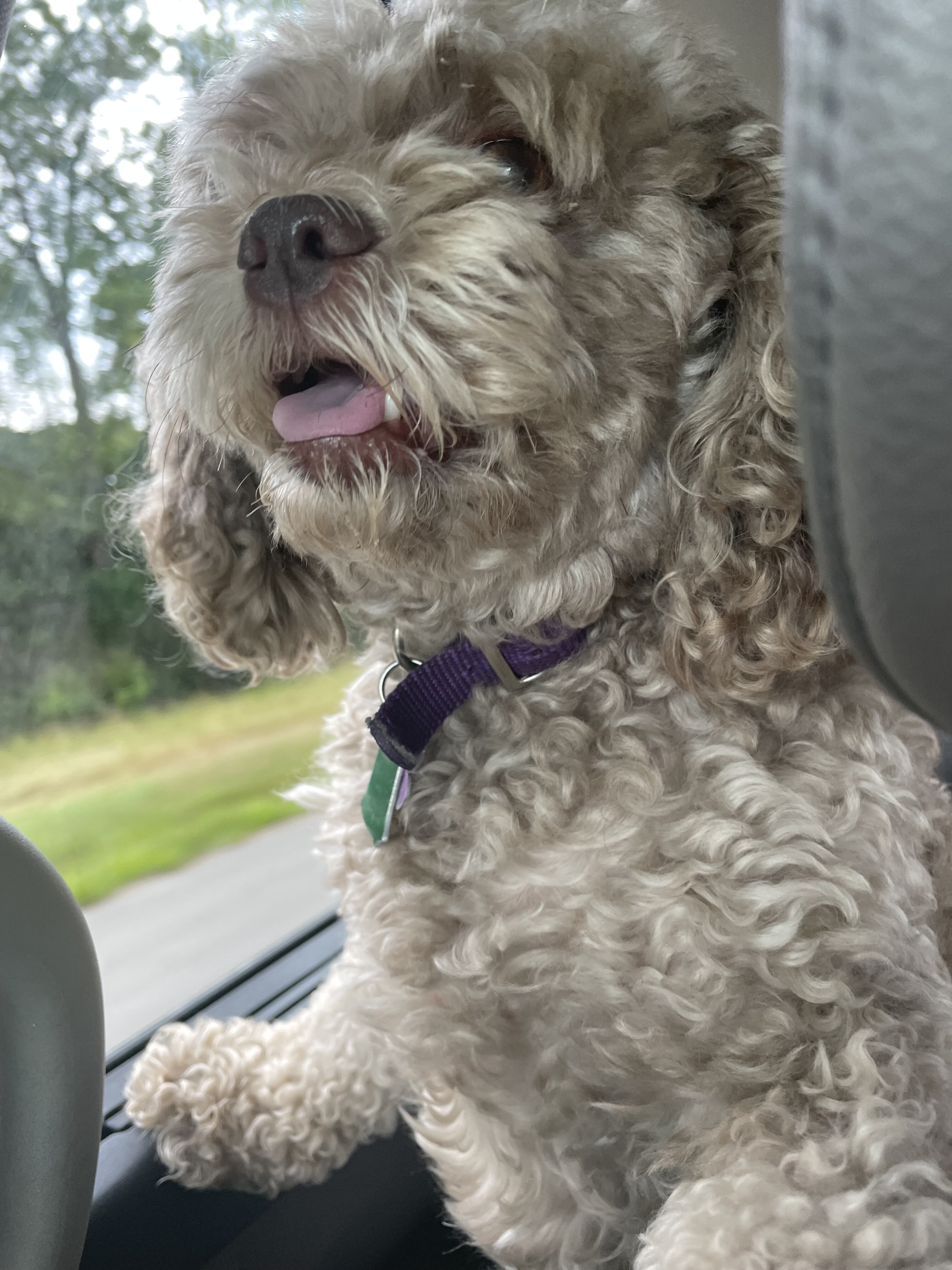 Shih Poo image 2