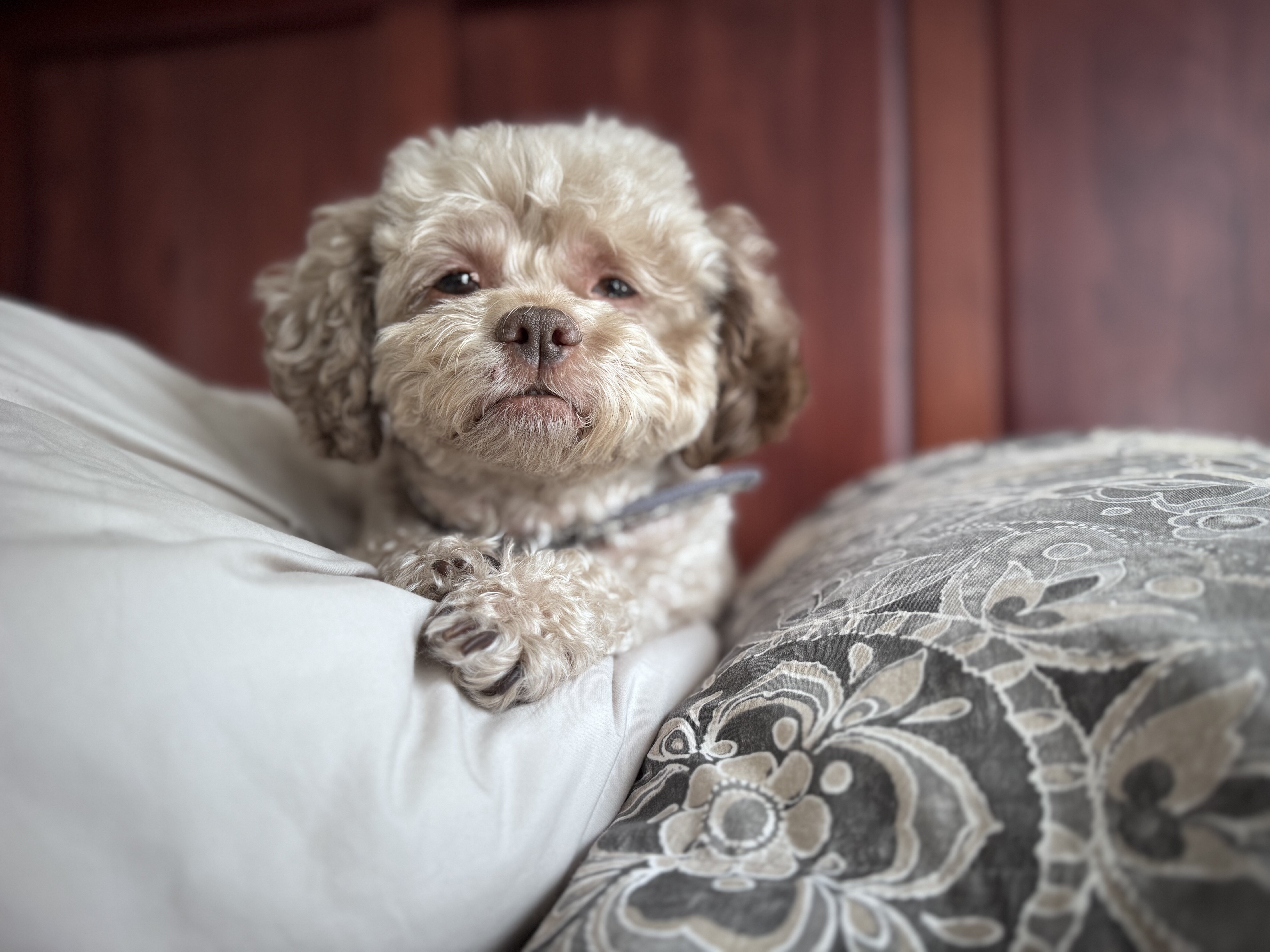 Shih Poo image 1