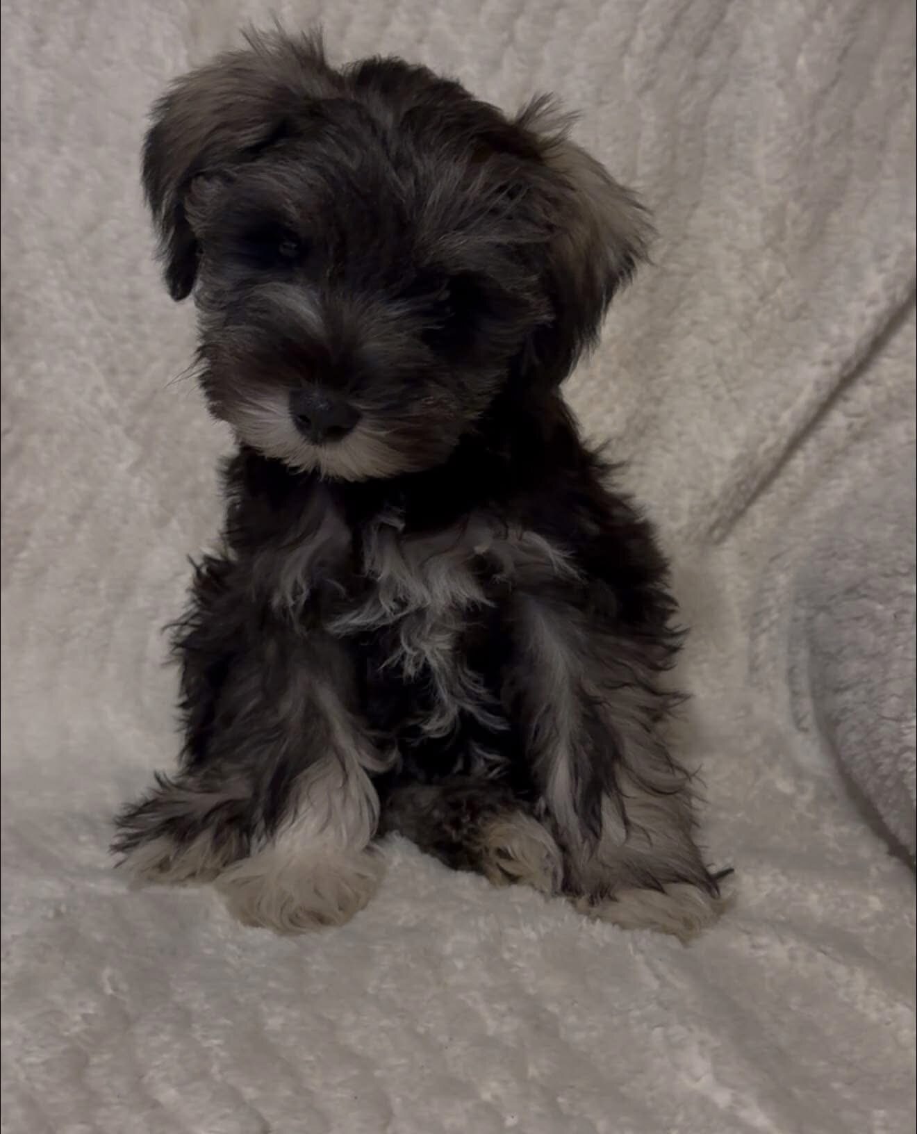 Mini schnauzer image 1