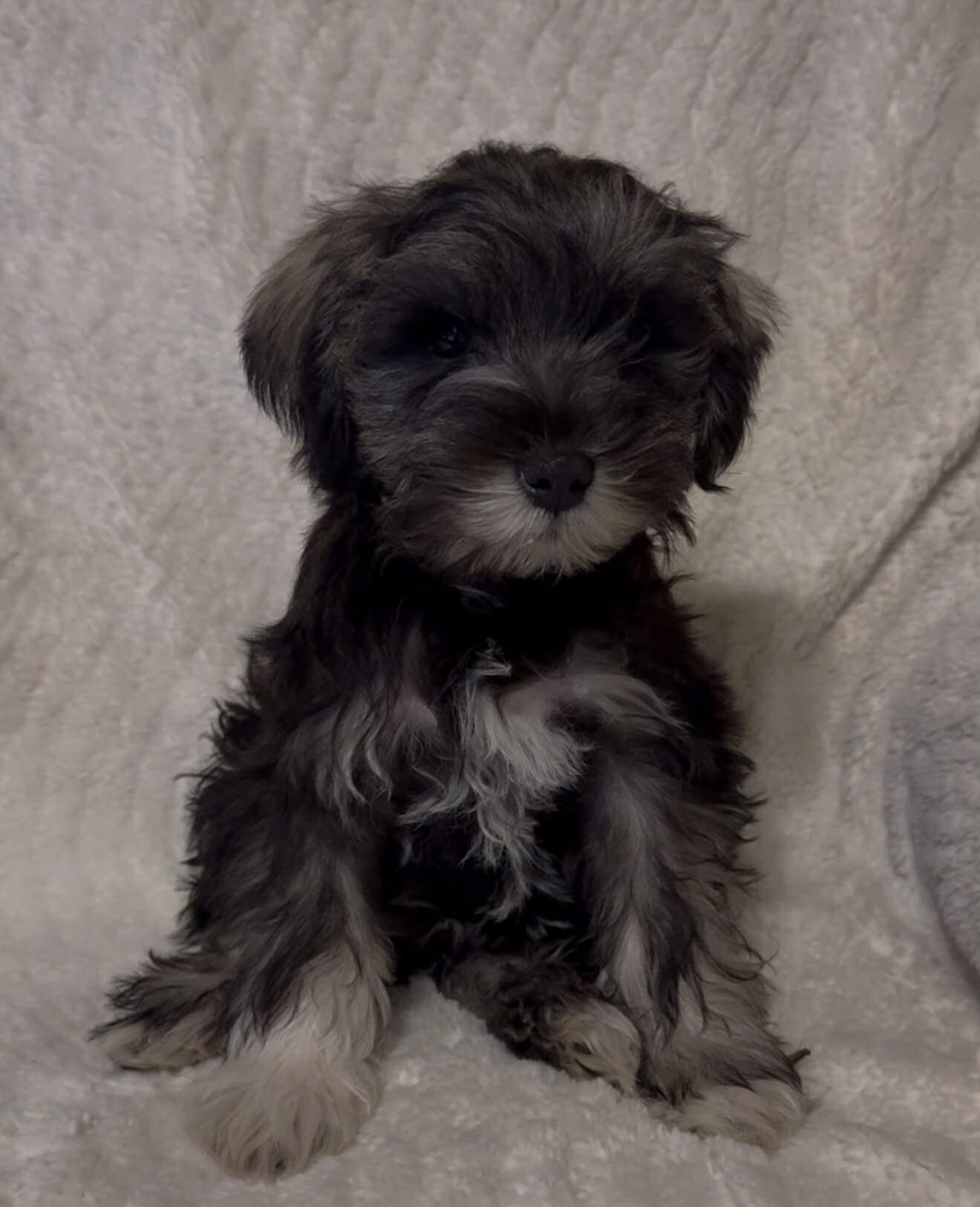 Mini schnauzer image 2