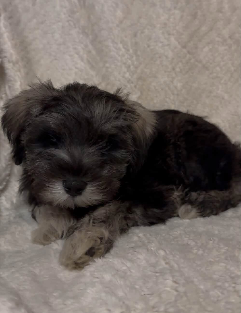 Mini schnauzer image 3