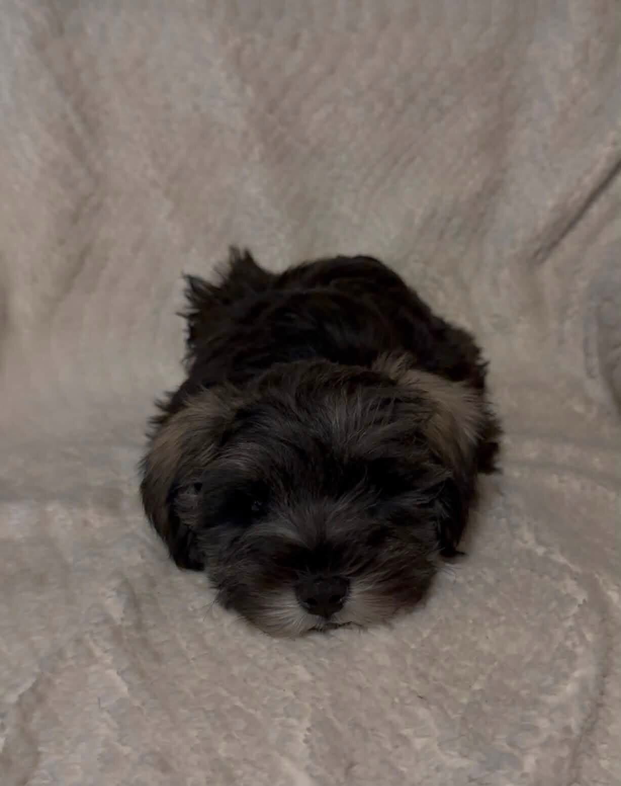 Mini schnauzer image 4
