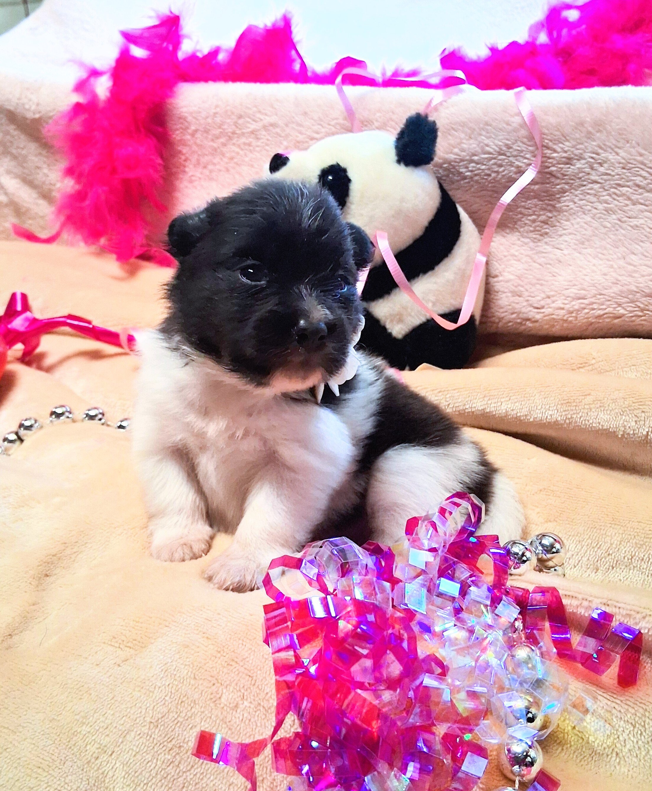 Pomeranian Puppies for YOU! image 4