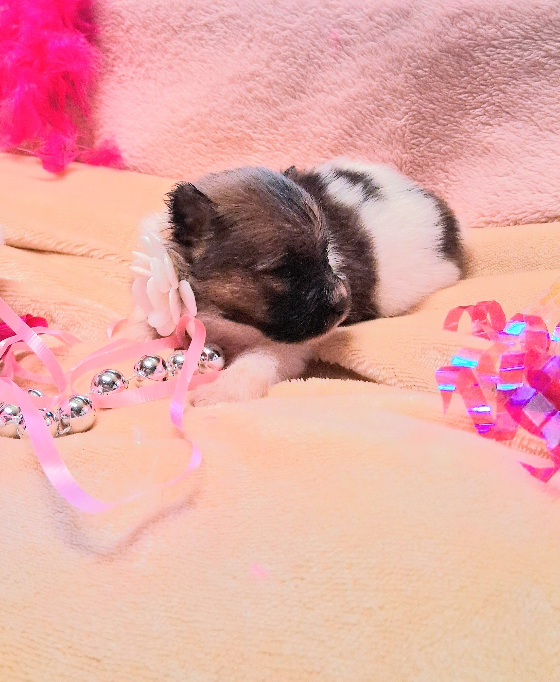 Pomeranian Puppies for YOU! image 3