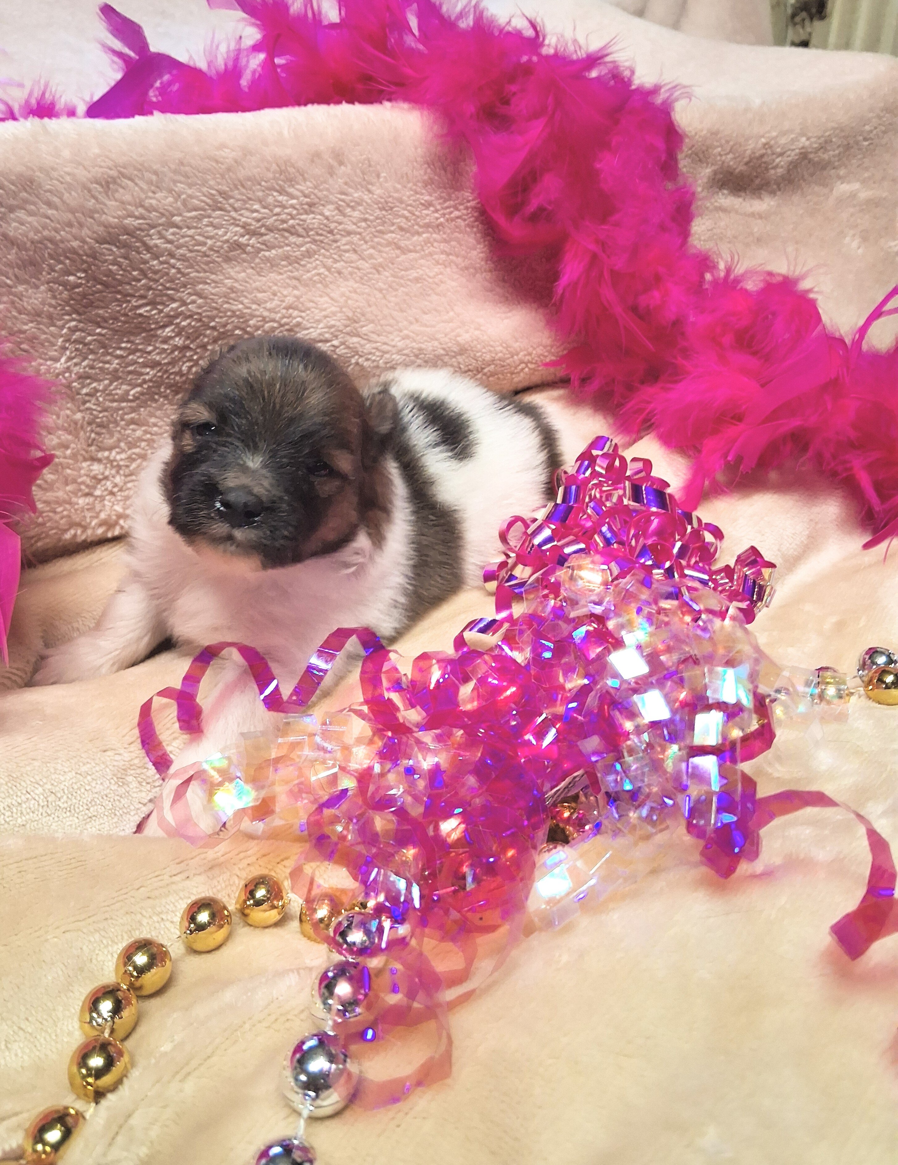 Pomeranian Puppies for YOU! image 5