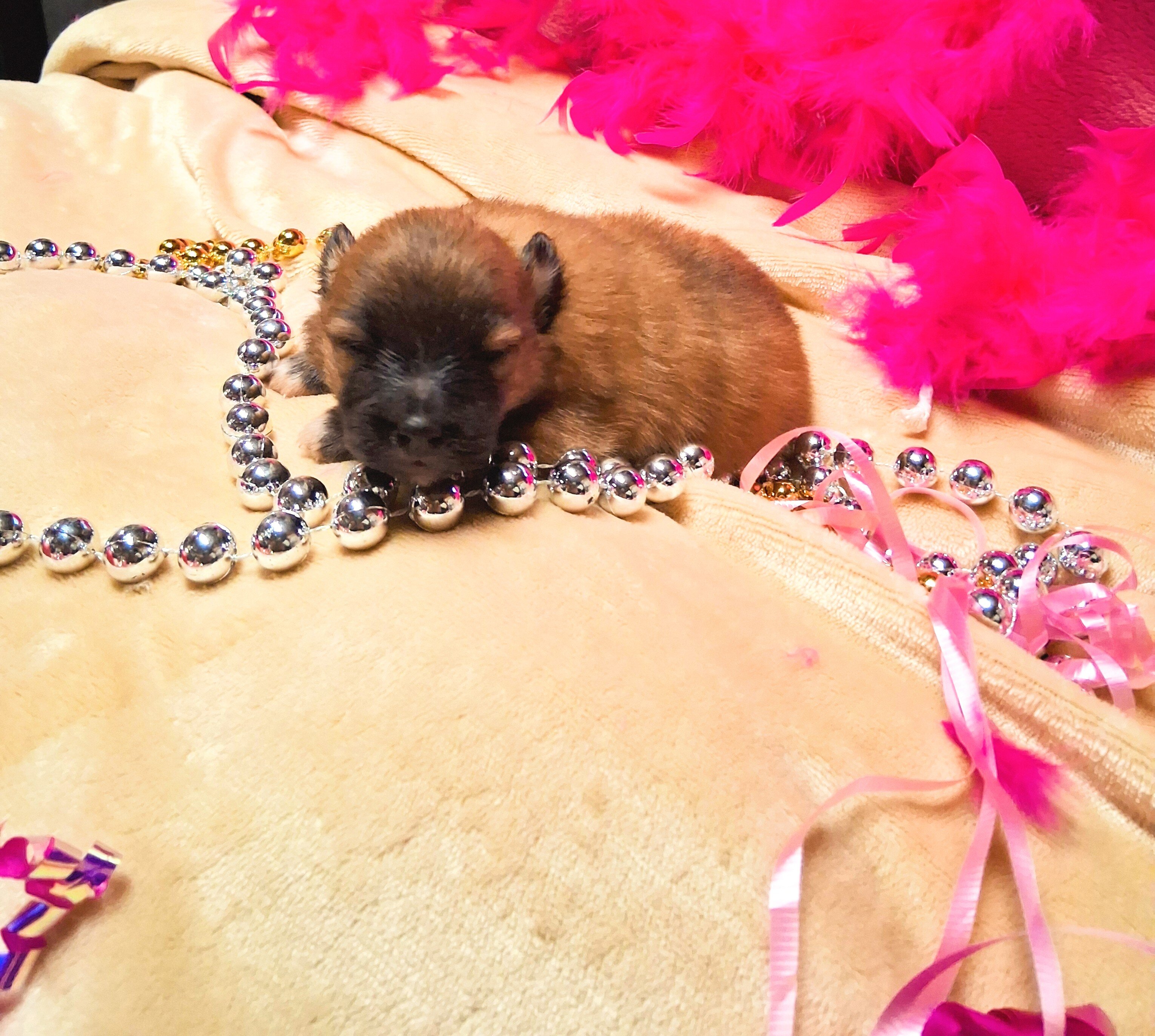 Pomeranian Puppies for YOU! image 1