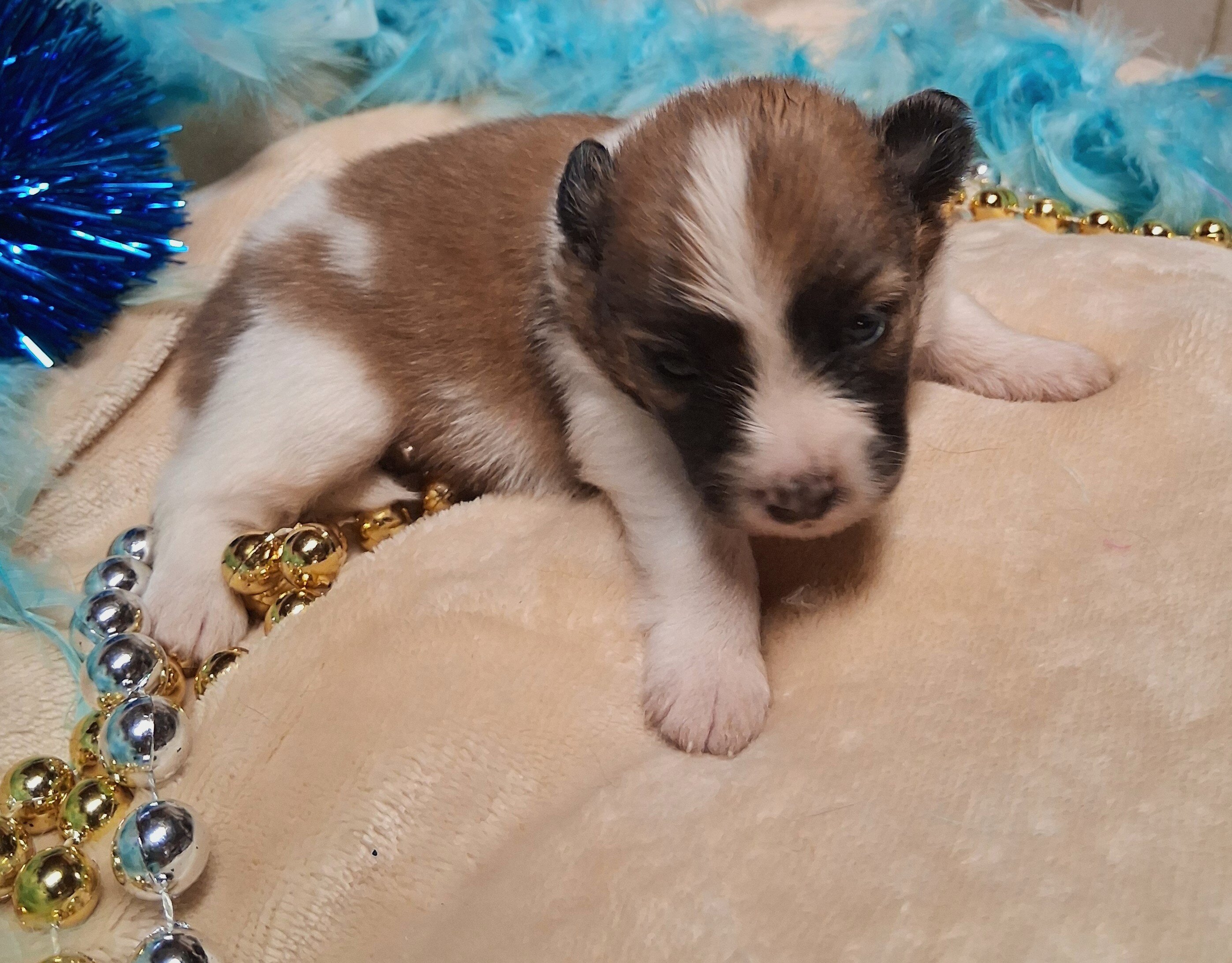 Pomeranian Puppies for YOU! image 2