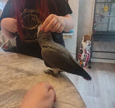 KNUT Adorable Congo African grey image 4