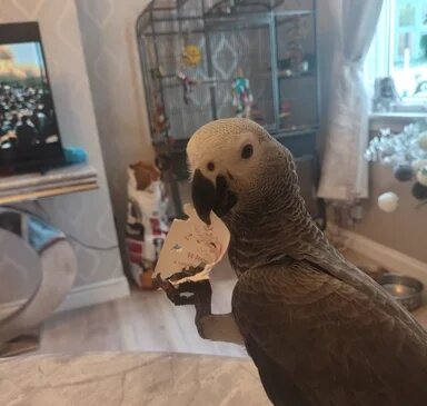 KNUT Adorable Congo African grey image 2