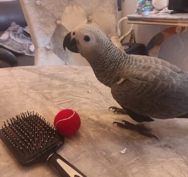 KNUT Adorable Congo African grey image 3