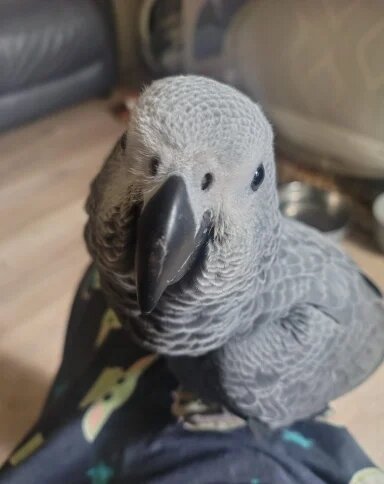 KNUT Adorable Congo African grey image 1
