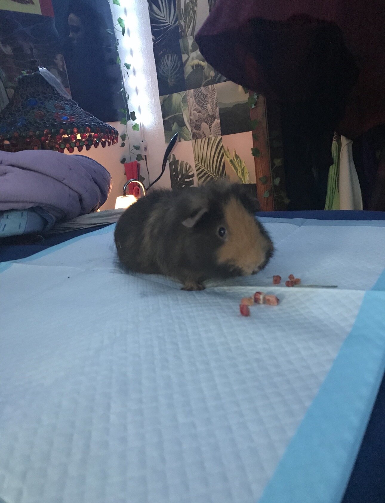 Guinea Pig image 2