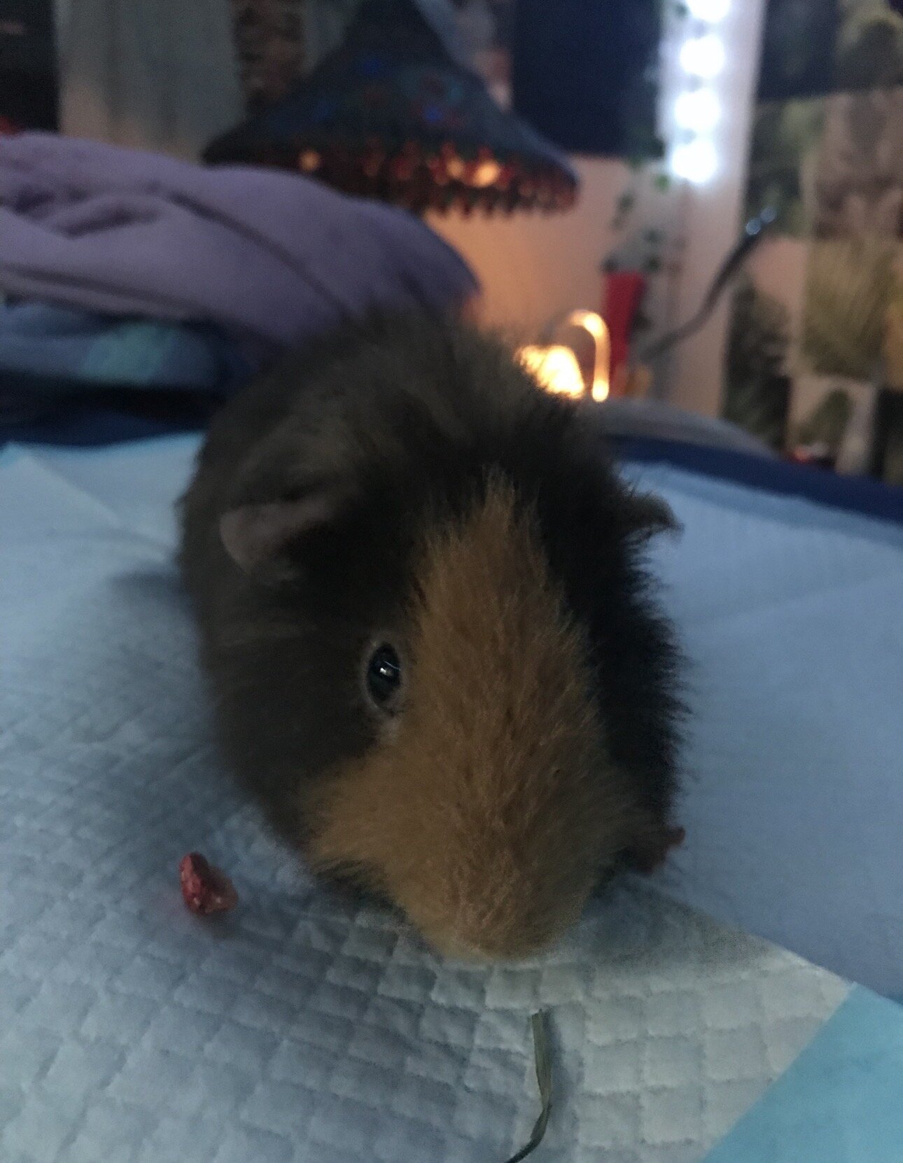 Guinea Pig image 1