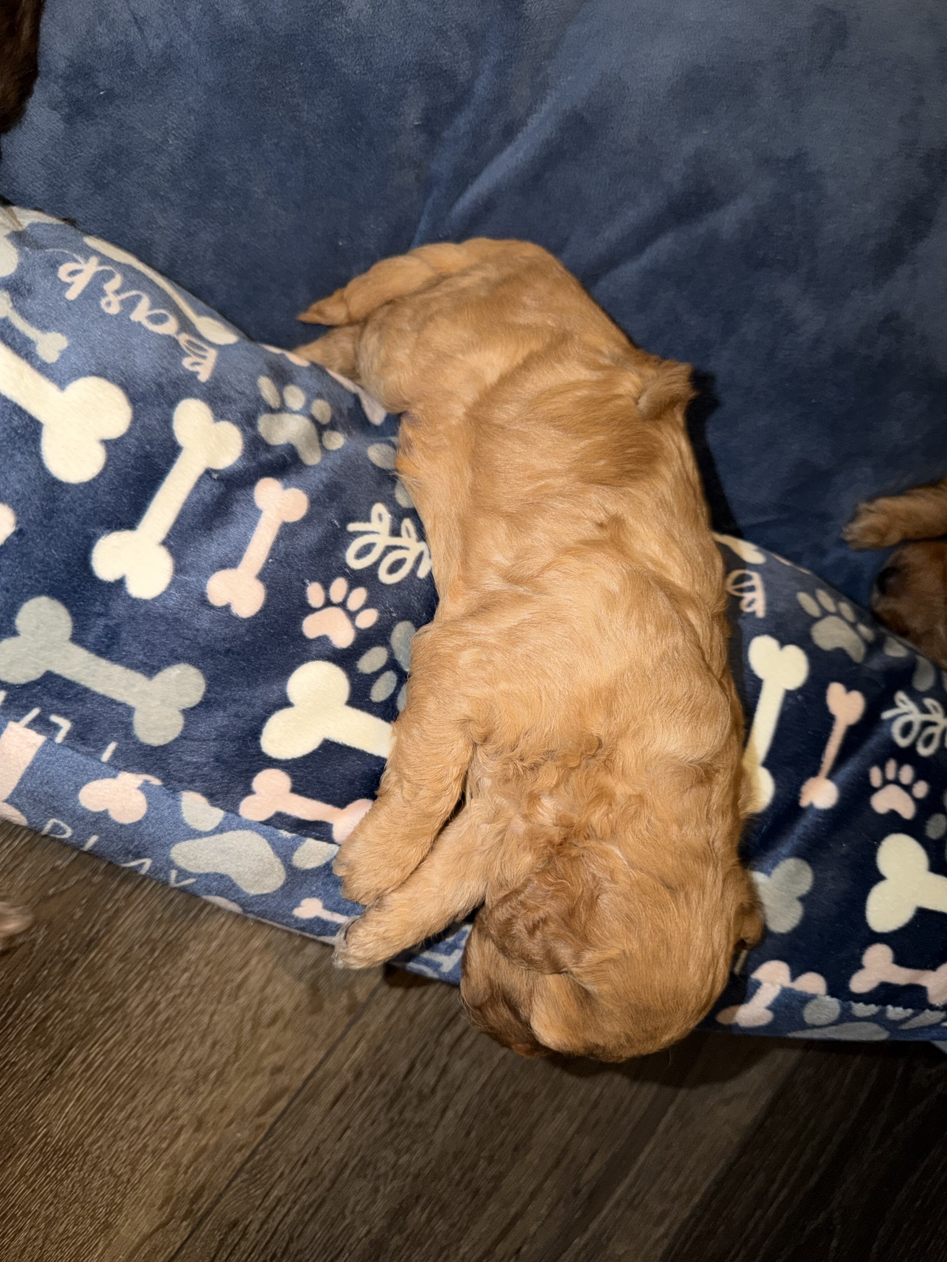 Toy poodle image 2
