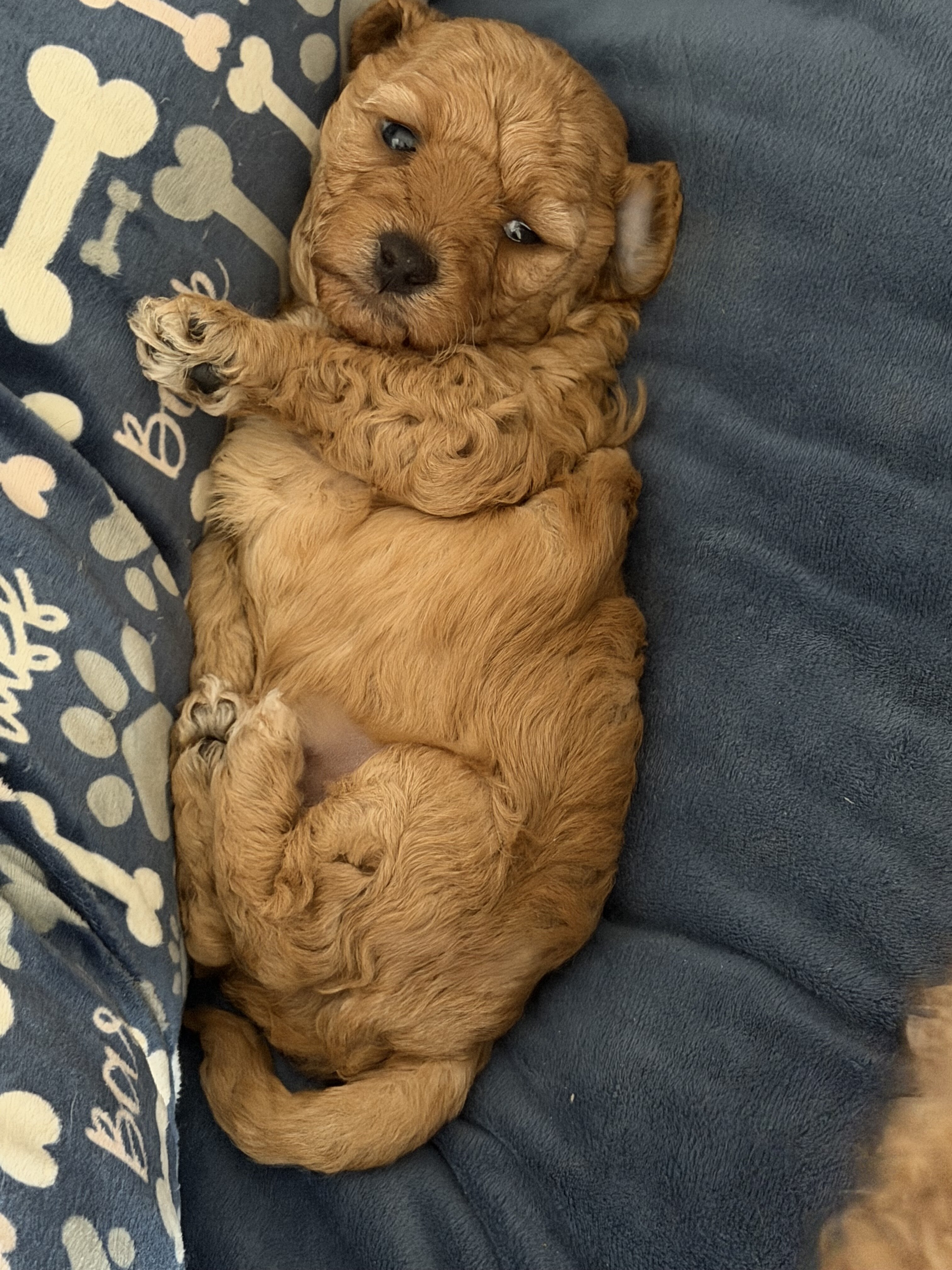Toy poodle image 1