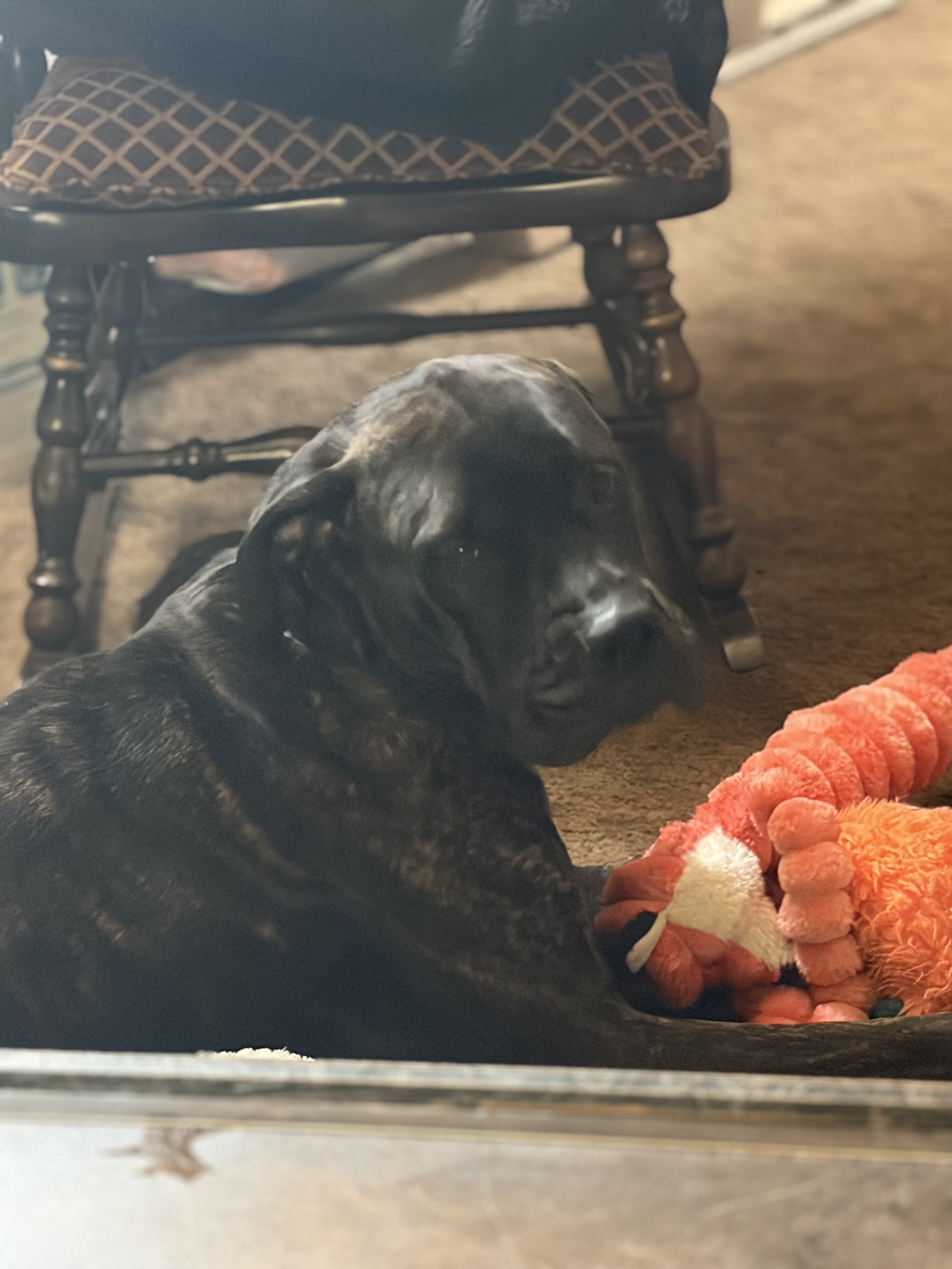 Dog image 3